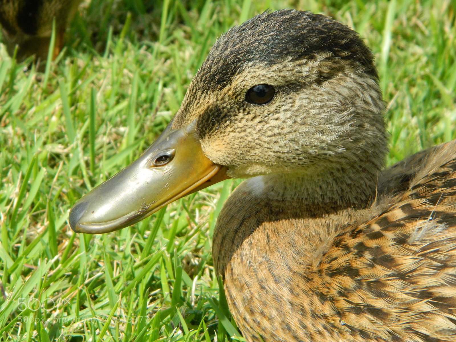 Nikon Coolpix L120 sample photo. Duck photography