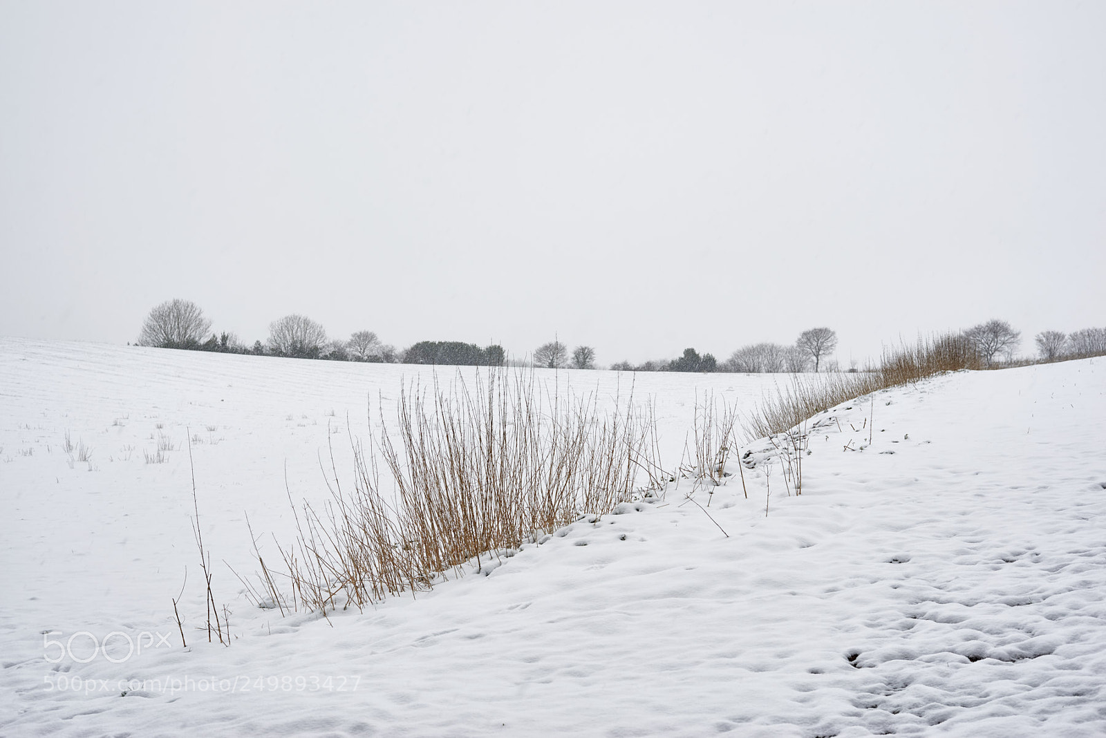 Nikon D800 sample photo. Reeds photography