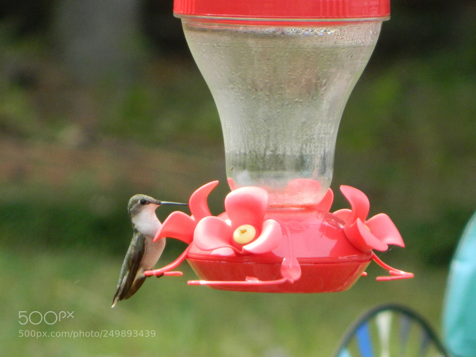 Nikon Coolpix L120 sample photo. Hummingbird sitting photography