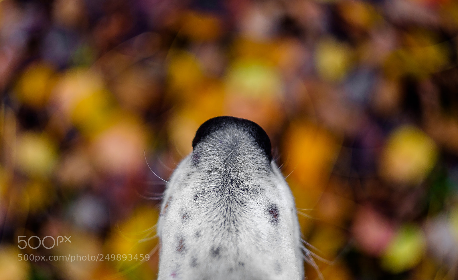 Fujifilm X-T1 sample photo. My dog photography