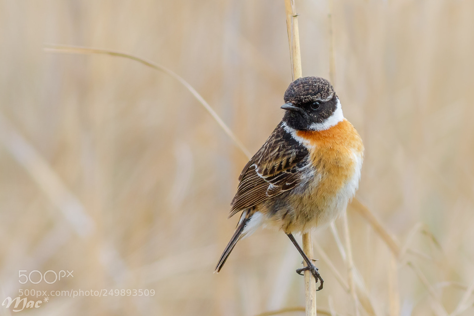 Canon EOS 7D Mark II sample photo. European stonechat-roodborsttapuit photography