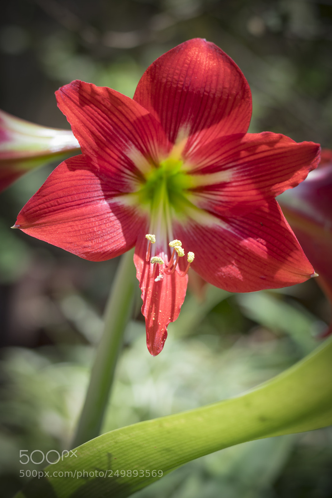 Canon EOS 80D sample photo. Flower photography