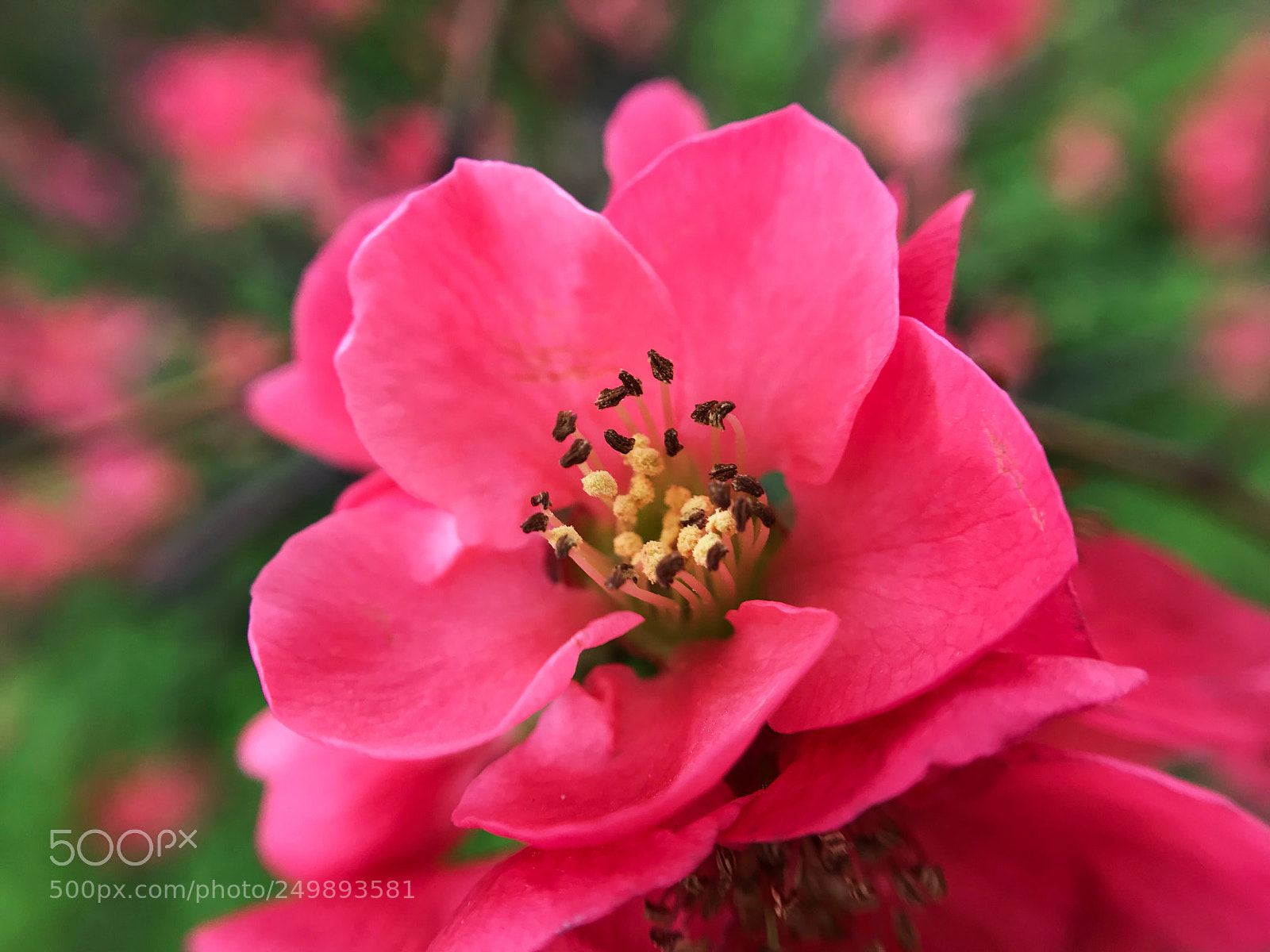 Apple iPhone 7 sample photo. Chinese flowering crab-apple photography