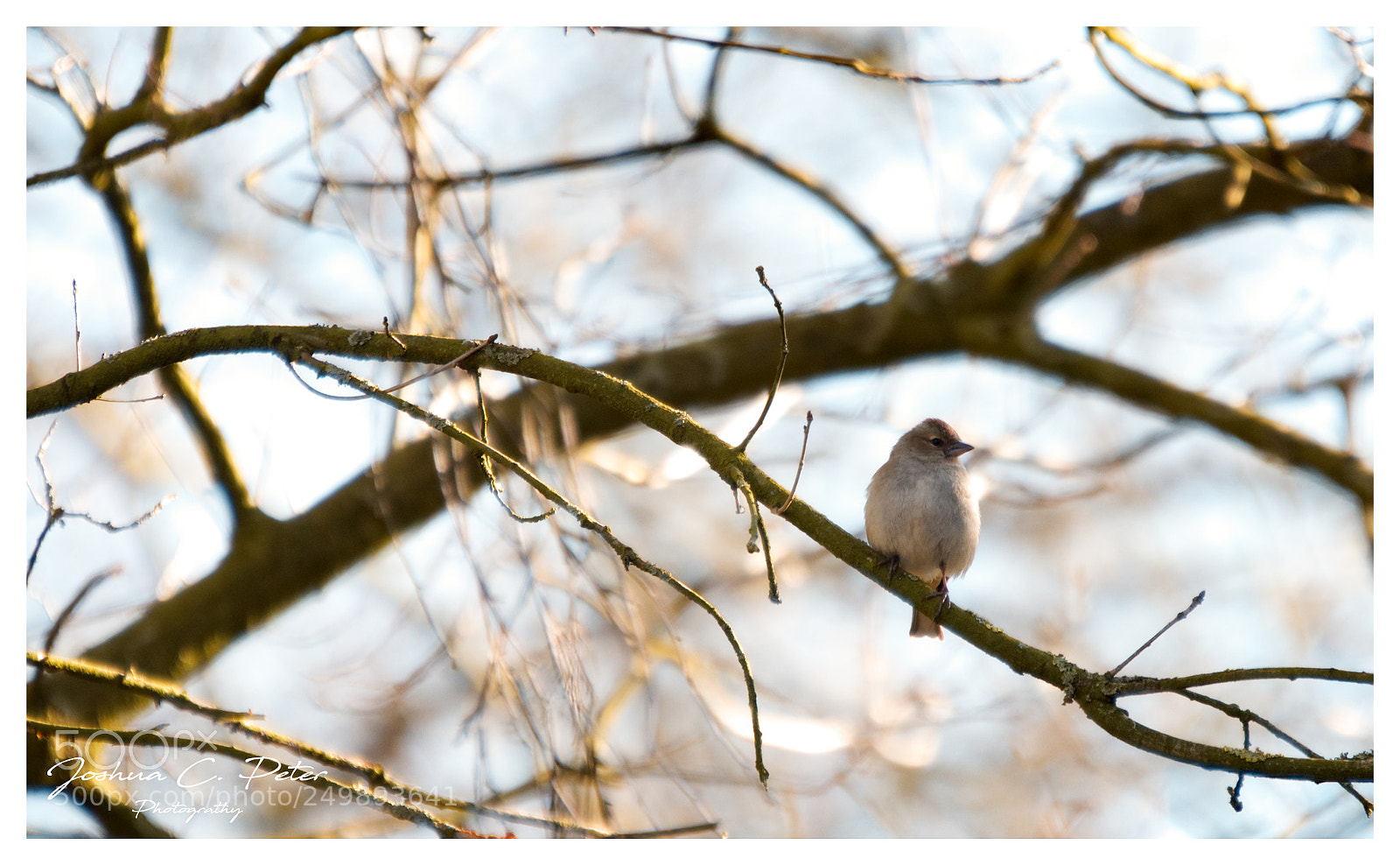 Canon EOS 6D Mark II sample photo. Cosy bird photography