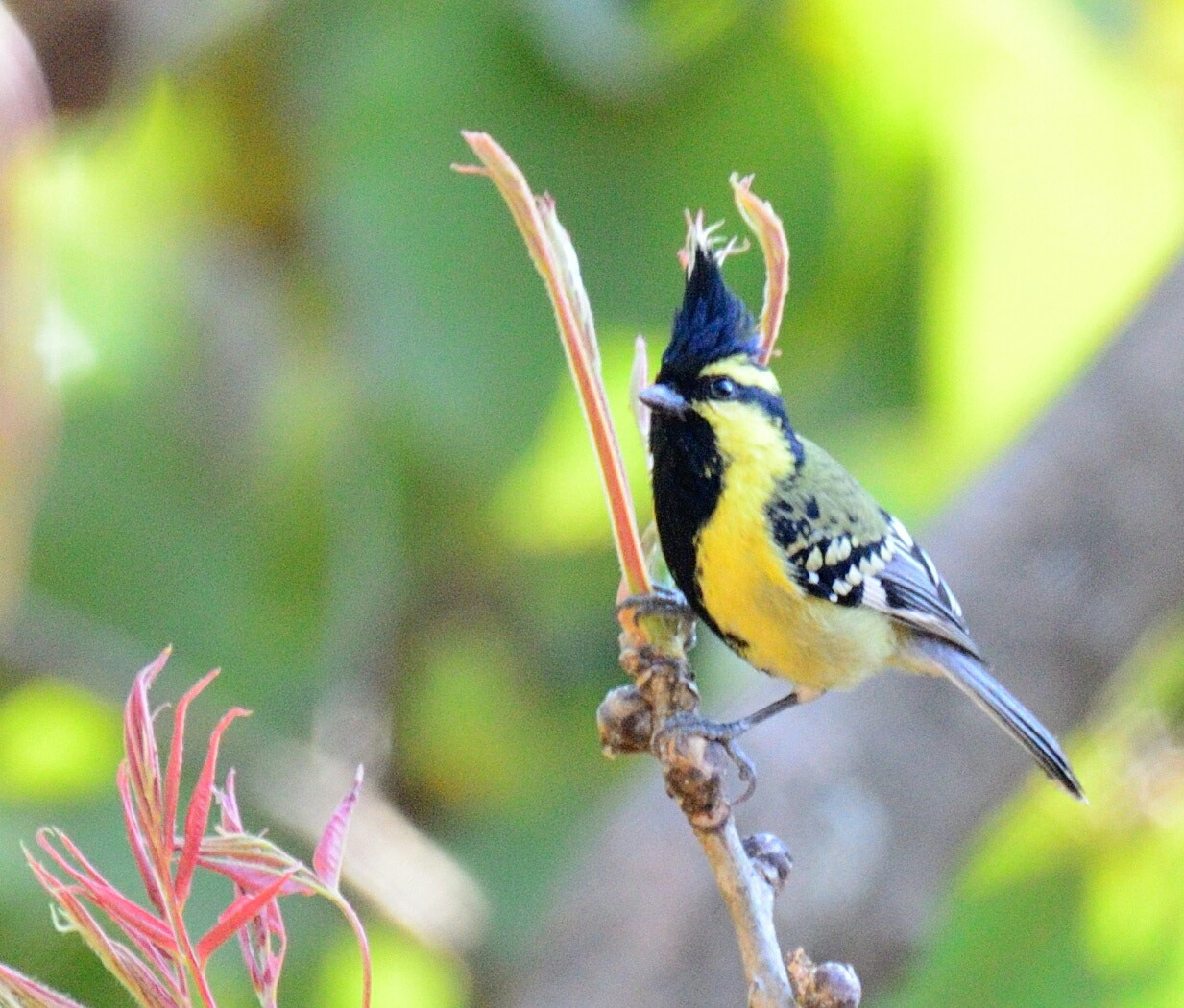 Nikon AF-S Nikkor 200-500mm F5.6E ED VR sample photo. Black lored tit photography