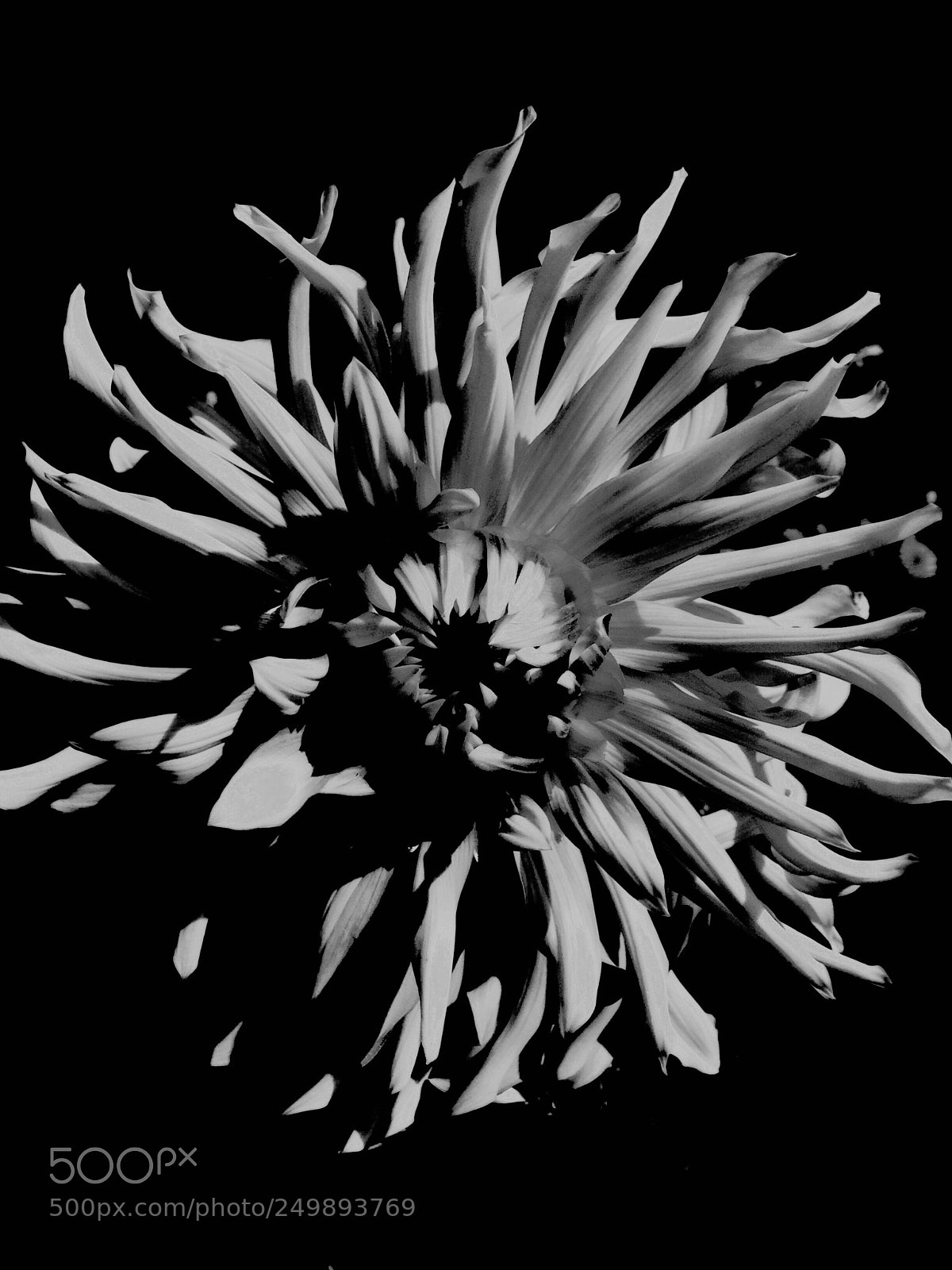 Apple iPhone 5s sample photo. Medusa photography