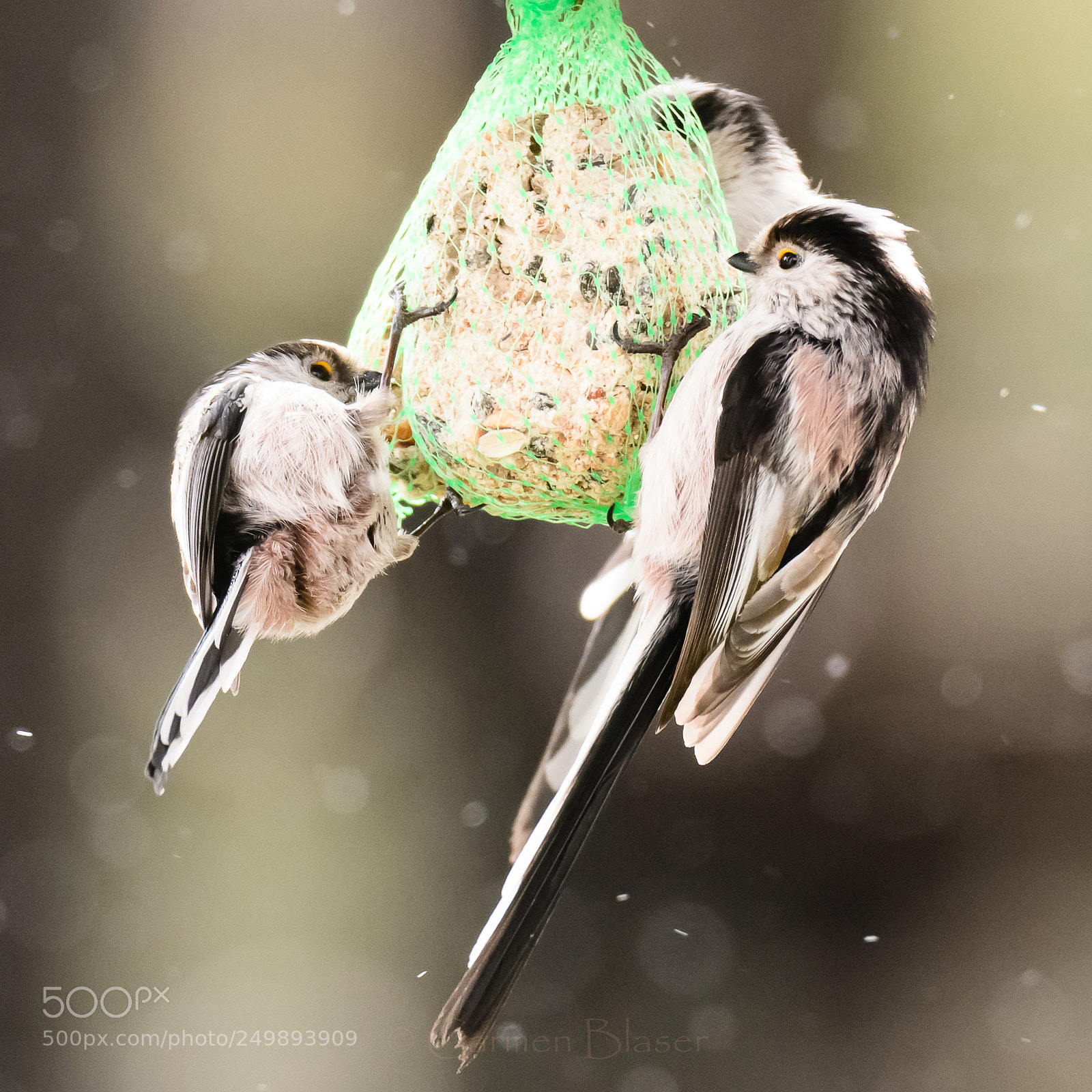 Nikon D500 sample photo. Meeting point bird fat photography