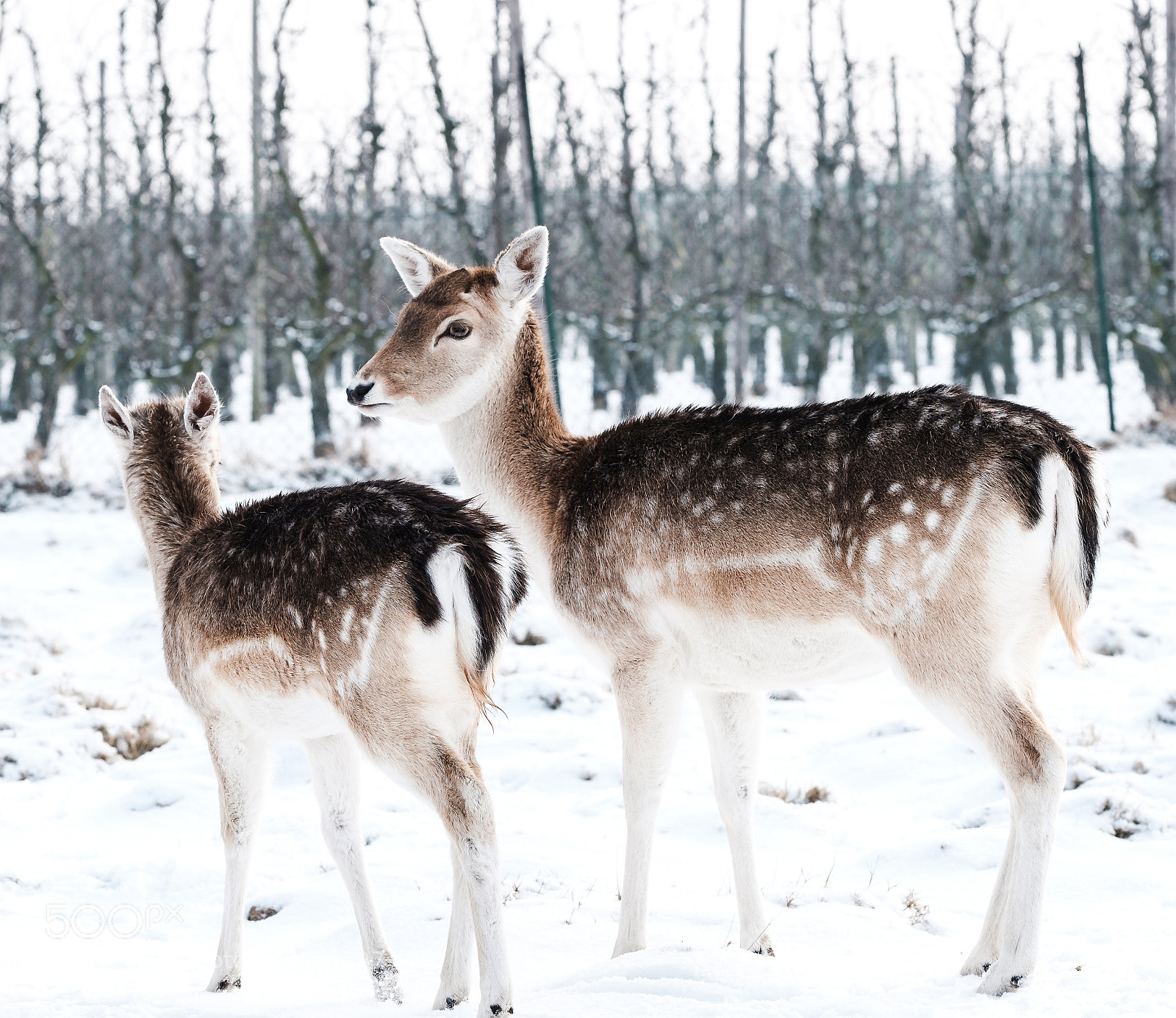 Fujifilm X-T2 sample photo. Winter deer photography