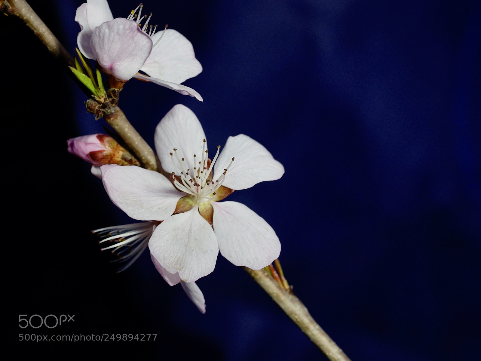 Sony a7 II sample photo. 五瓣 photography