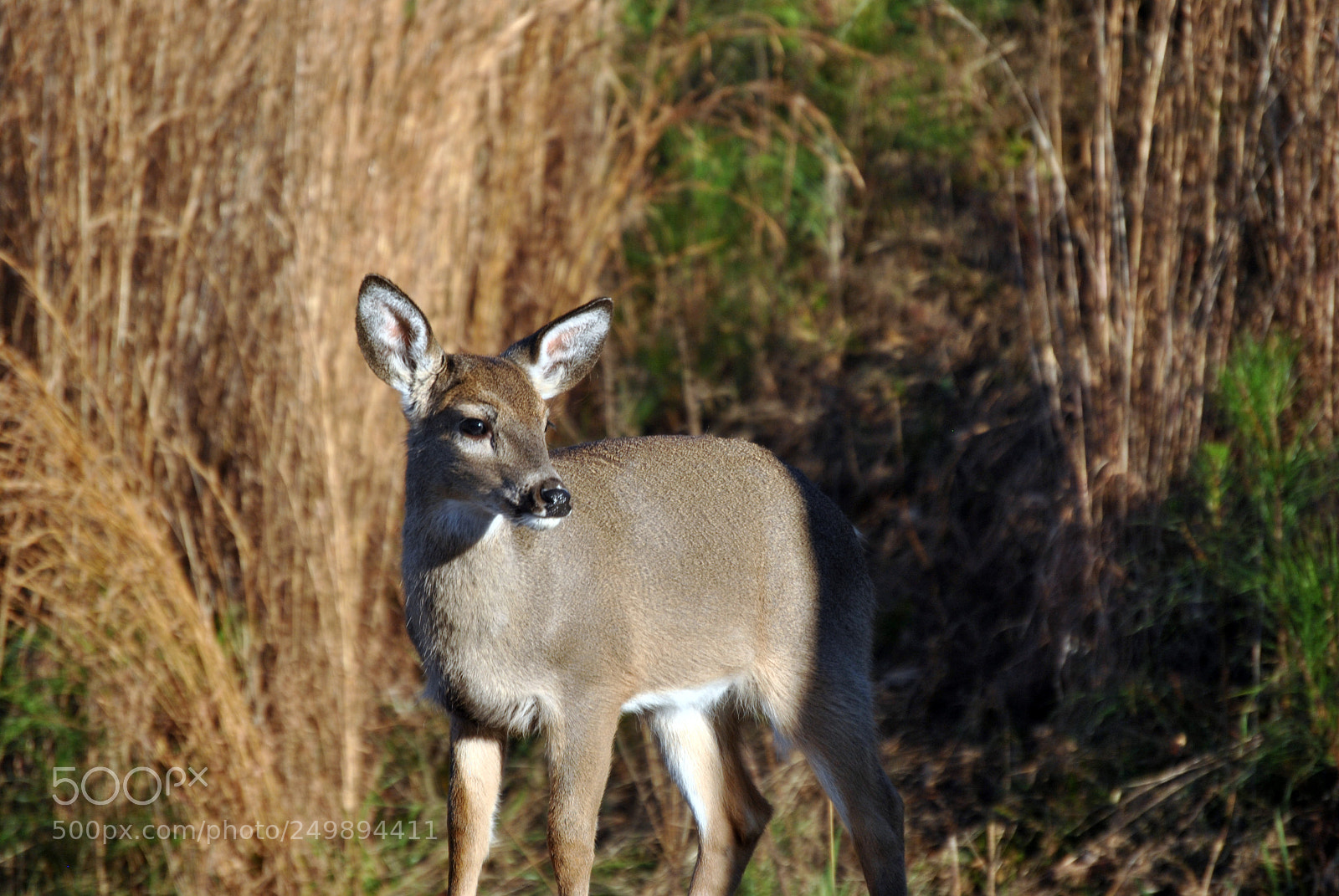 Nikon D3000 sample photo. Doe photography