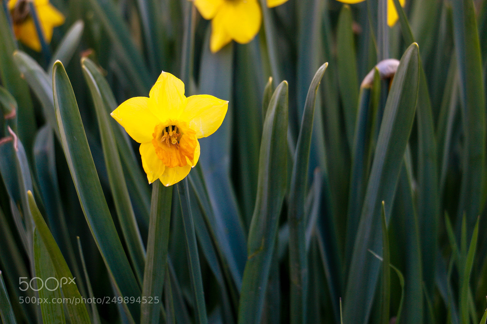 Canon EOS 70D sample photo. Narcissus photography