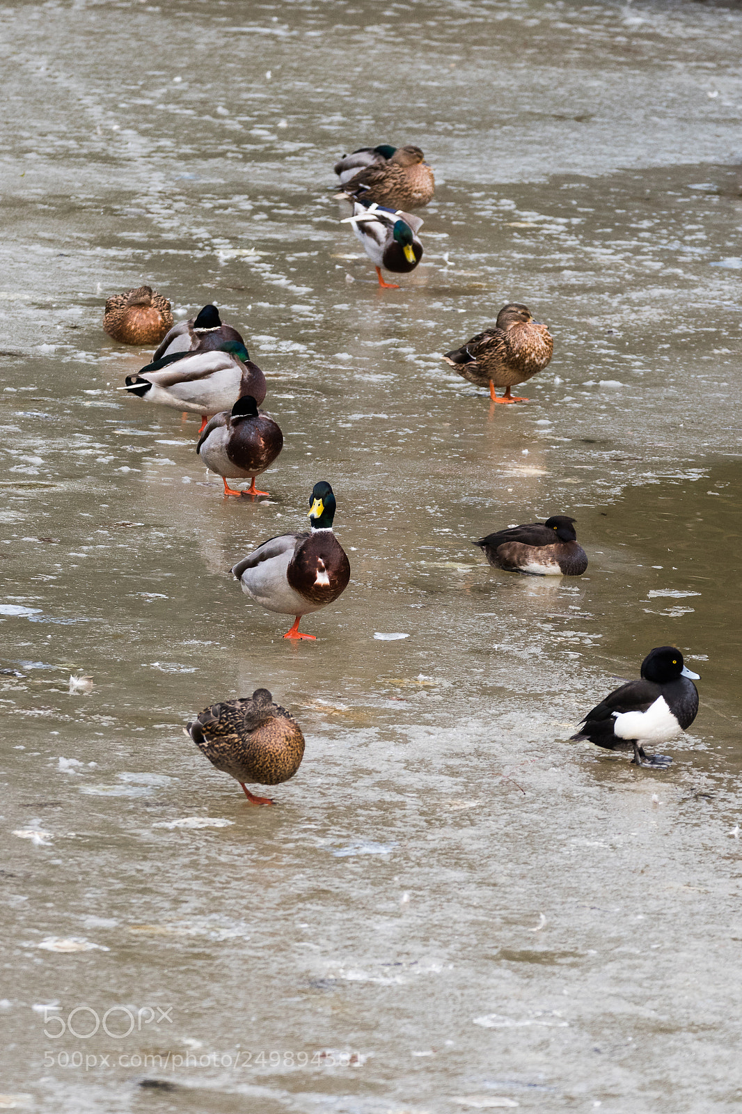 Nikon D5500 sample photo. Keep in line photography