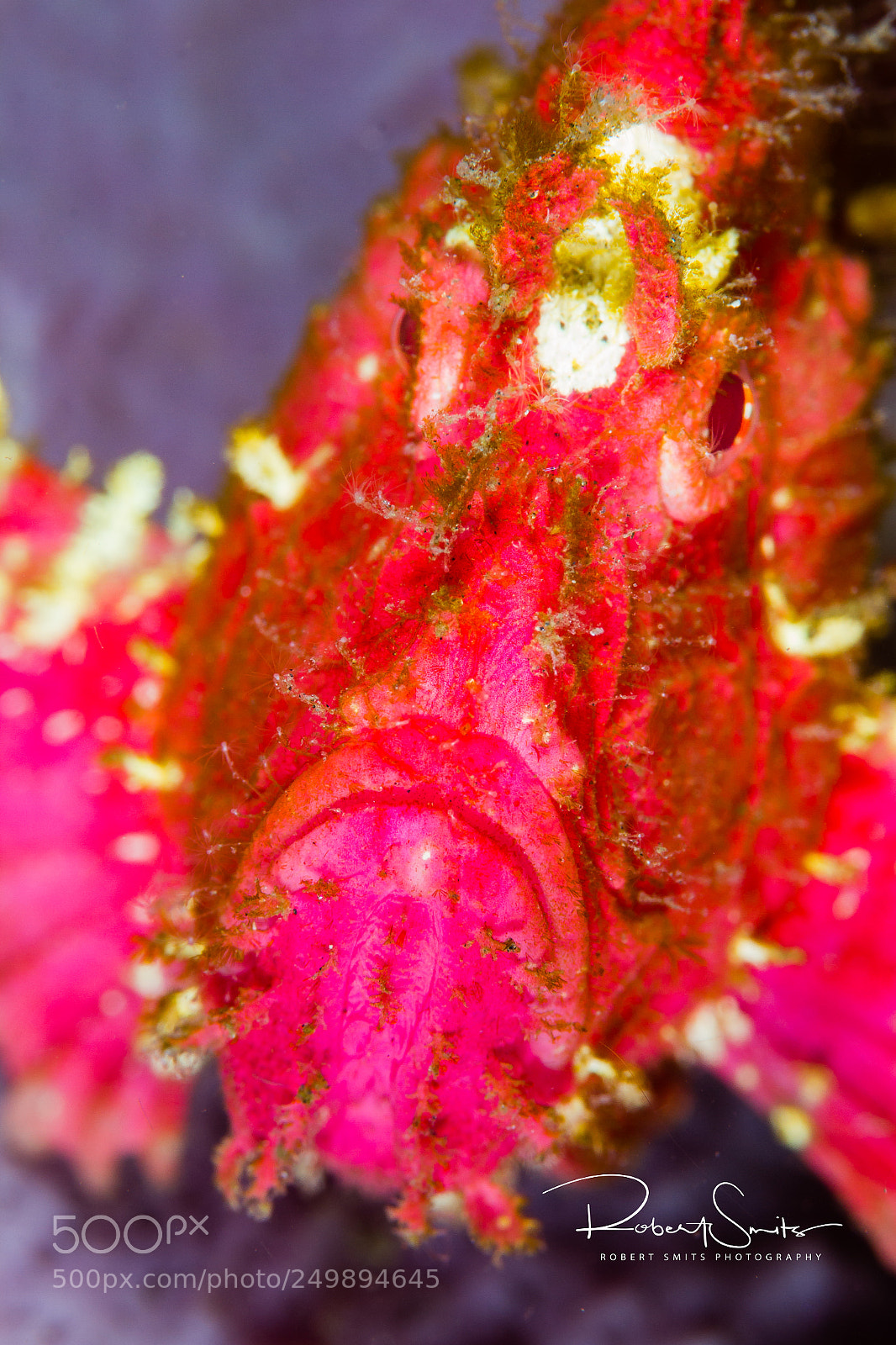 Canon EOS 7D sample photo. Rhinopia close-up photography