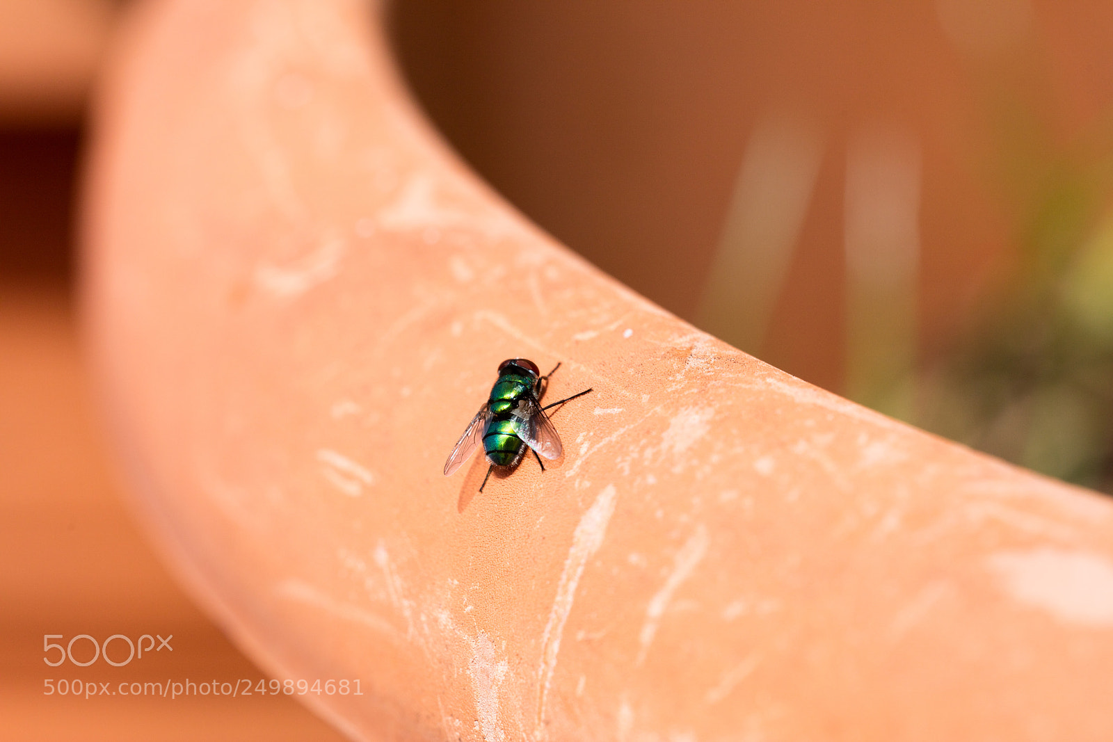 Canon EOS 5DS R sample photo. Green fly isolated photography
