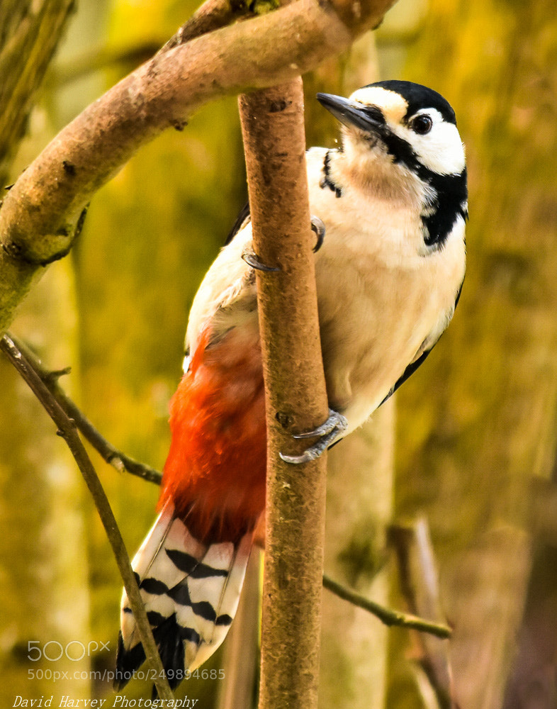 Nikon D7200 sample photo. Great spotted woodpecker photography