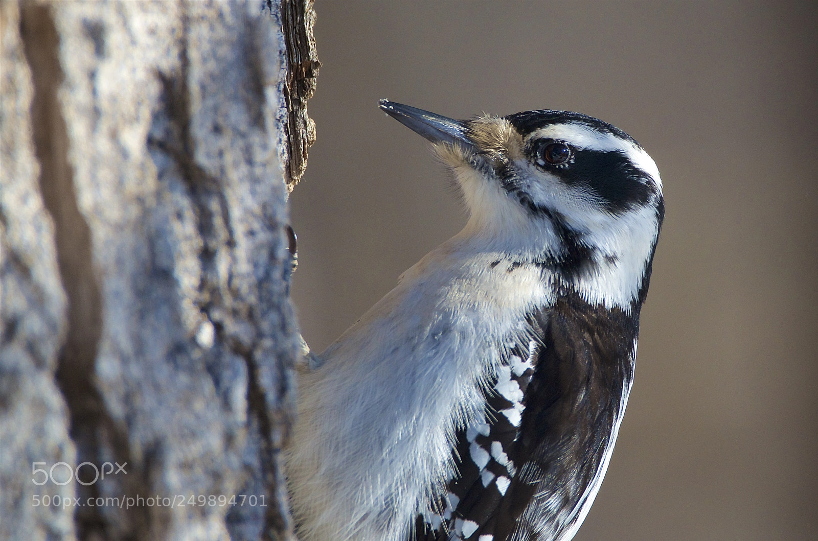 Nikon D7000 sample photo. Hairy woodpecker photography