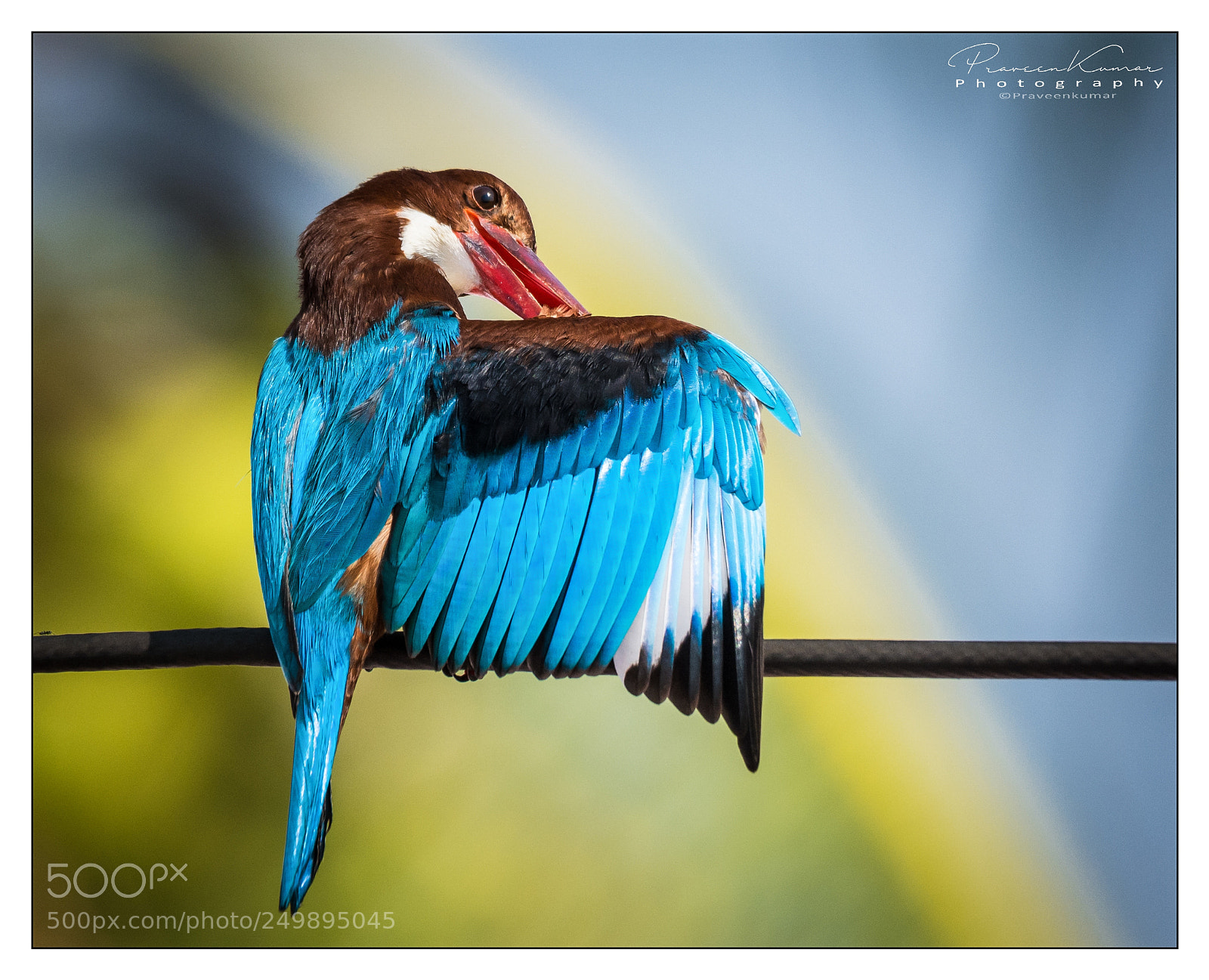 Nikon D5200 sample photo. White throated kingfisher. photography