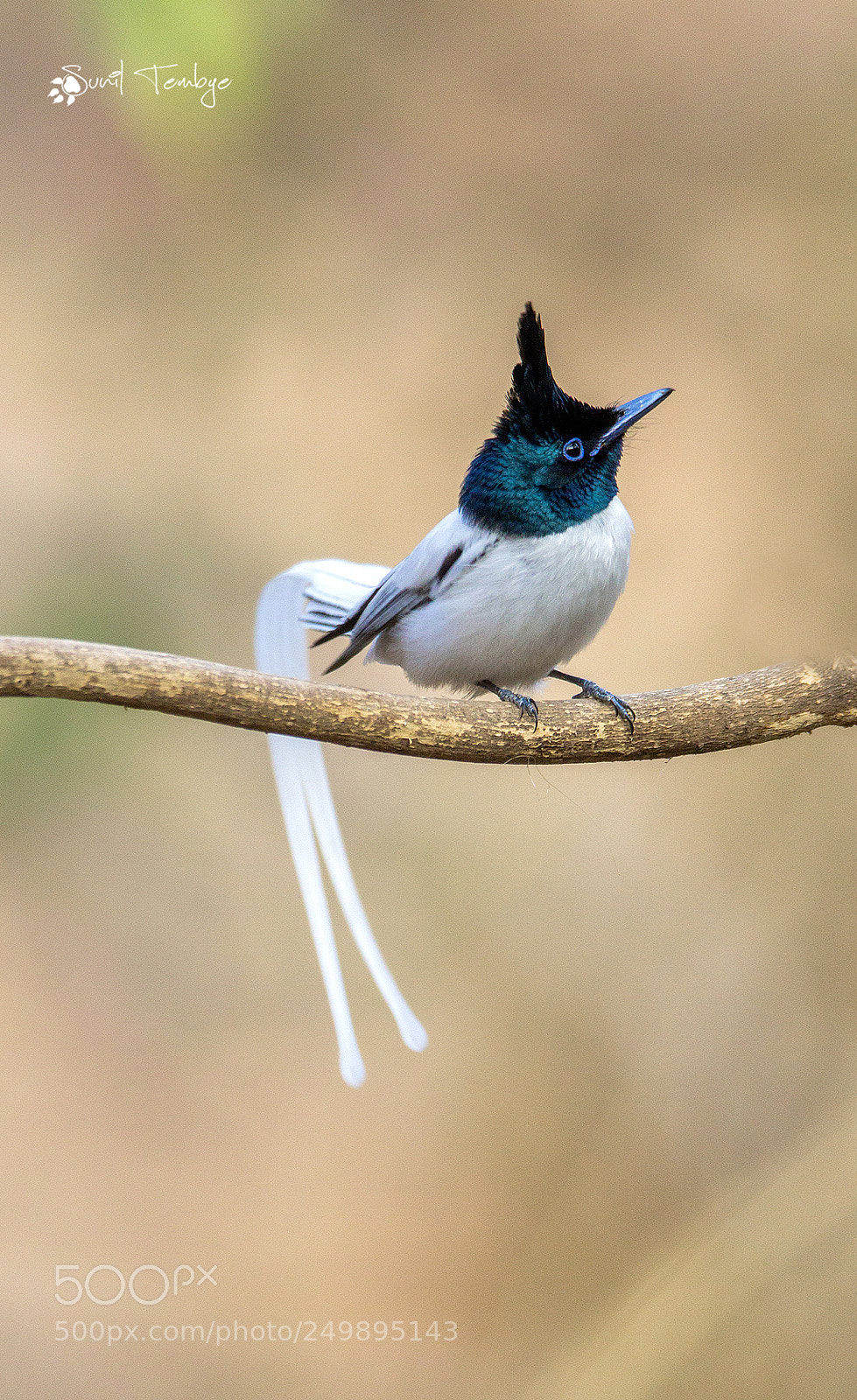 Canon EOS 60D sample photo. Indian paradise flycatcher photography