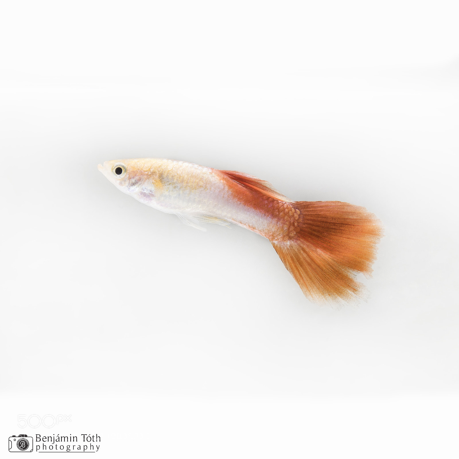 Canon EOS 750D (EOS Rebel T6i / EOS Kiss X8i) sample photo. Guppy photography