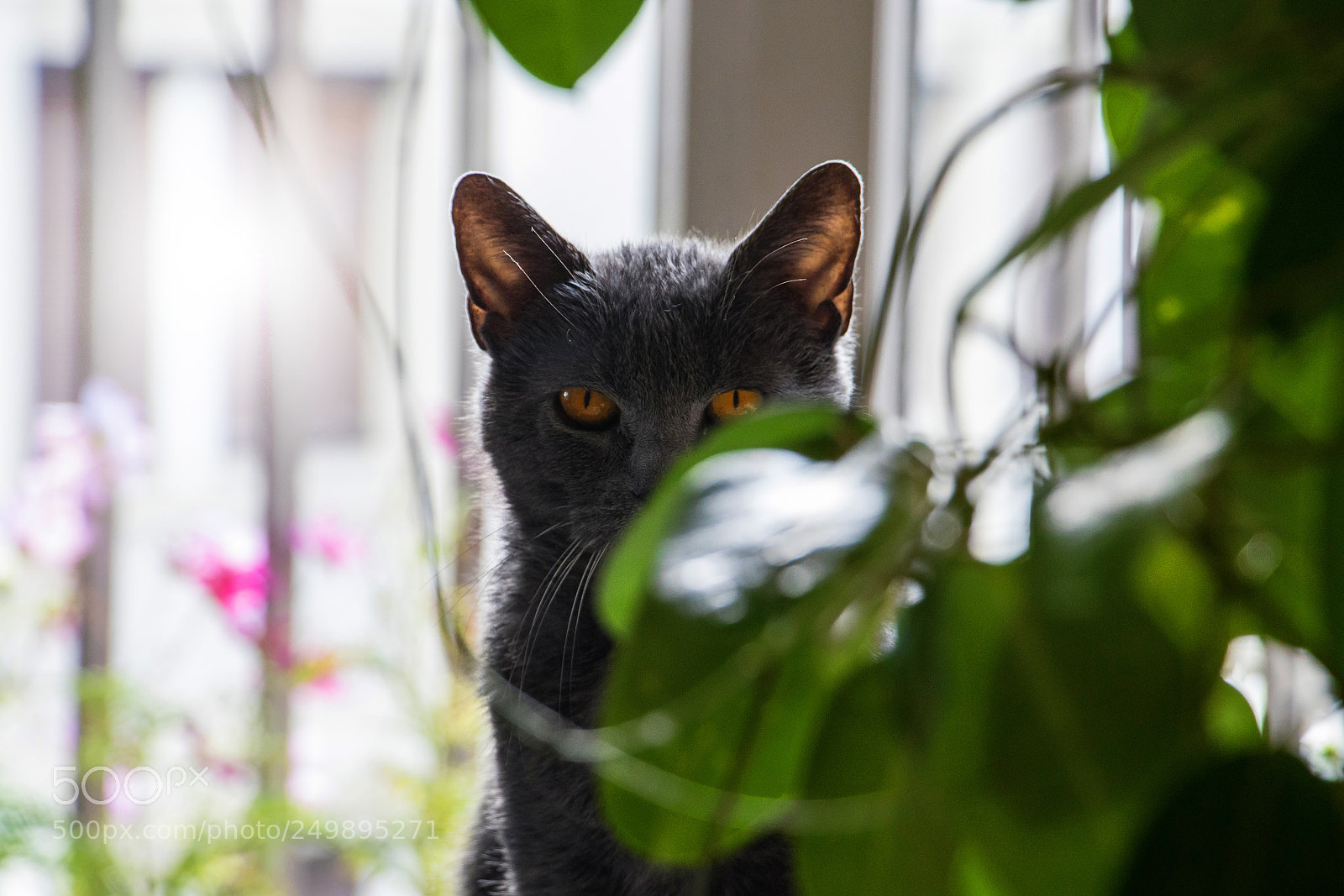 Canon EOS 80D sample photo. Ella nos vigila photography