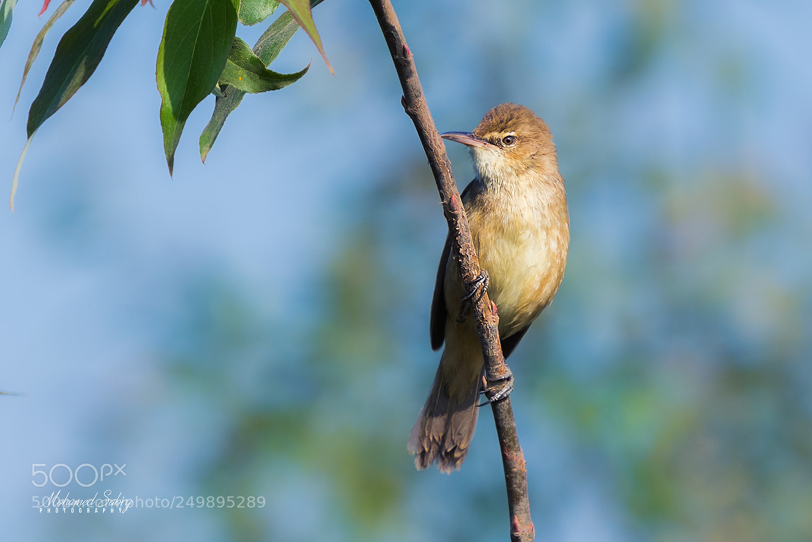 Nikon D810 sample photo. Graceful prinia photography