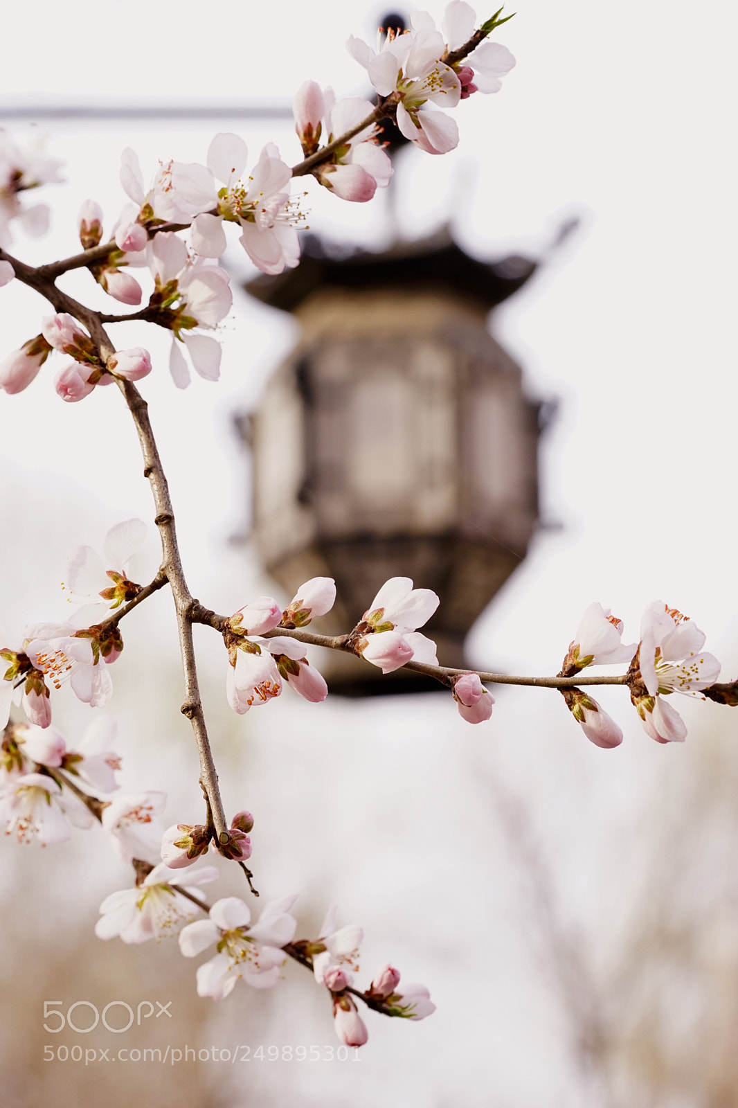 Sony a7 II sample photo. 花枝招展 photography