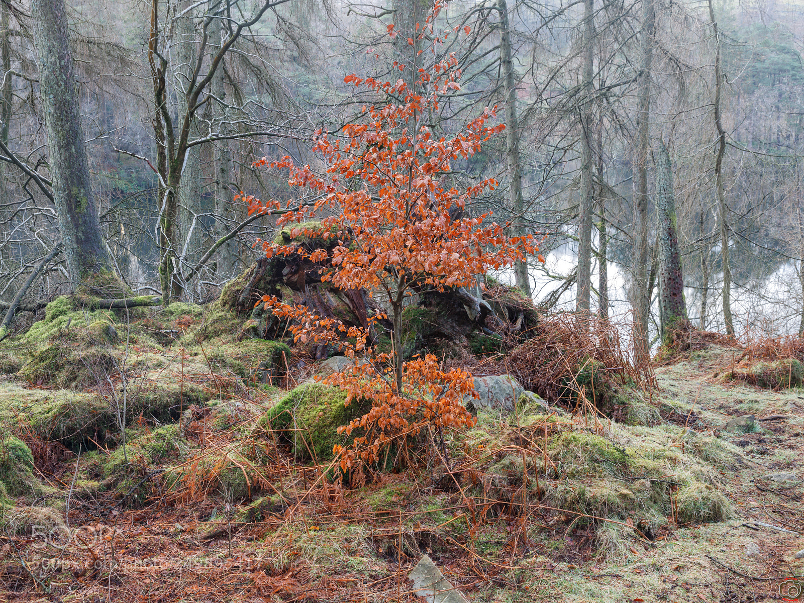 Canon EOS 6D Mark II sample photo. Off the beaten track. photography