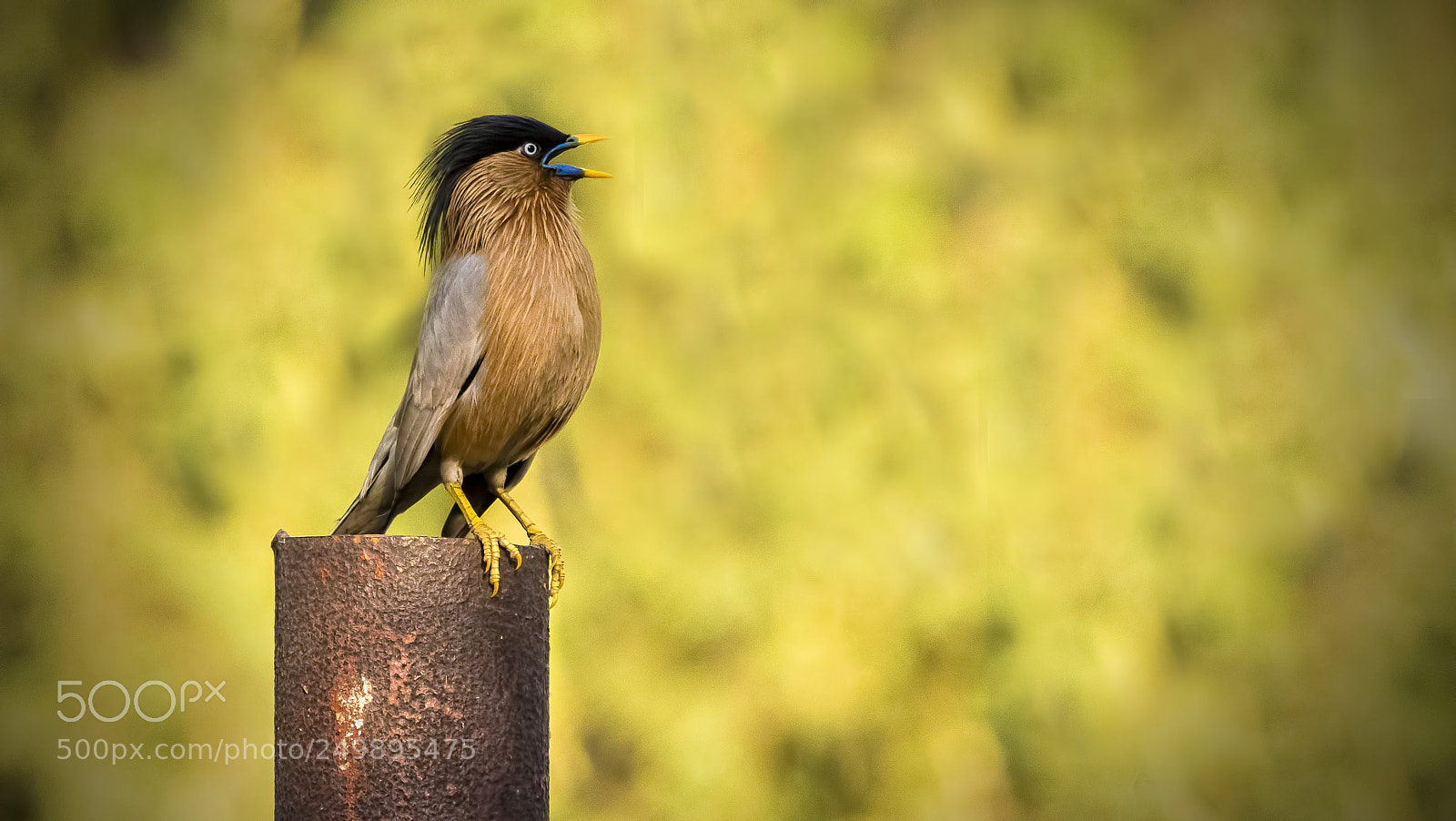 Canon EOS 80D sample photo. Brahminy starling photography