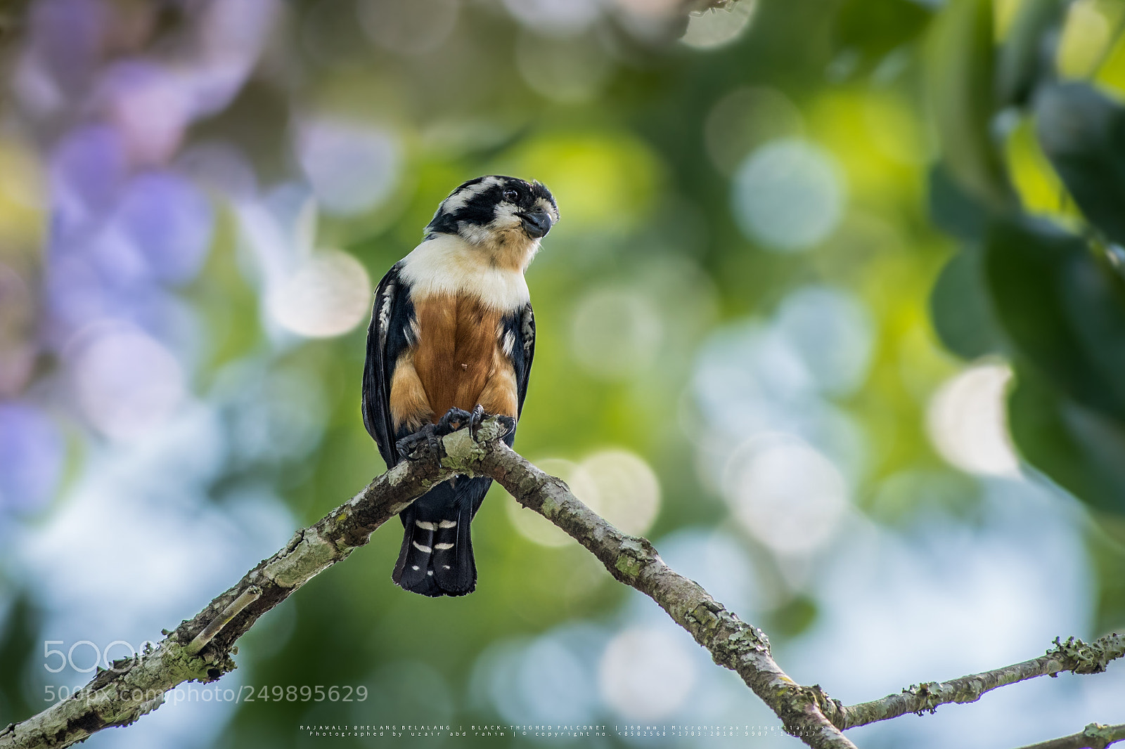 Nikon D810 sample photo. Black-thighed falconet photography