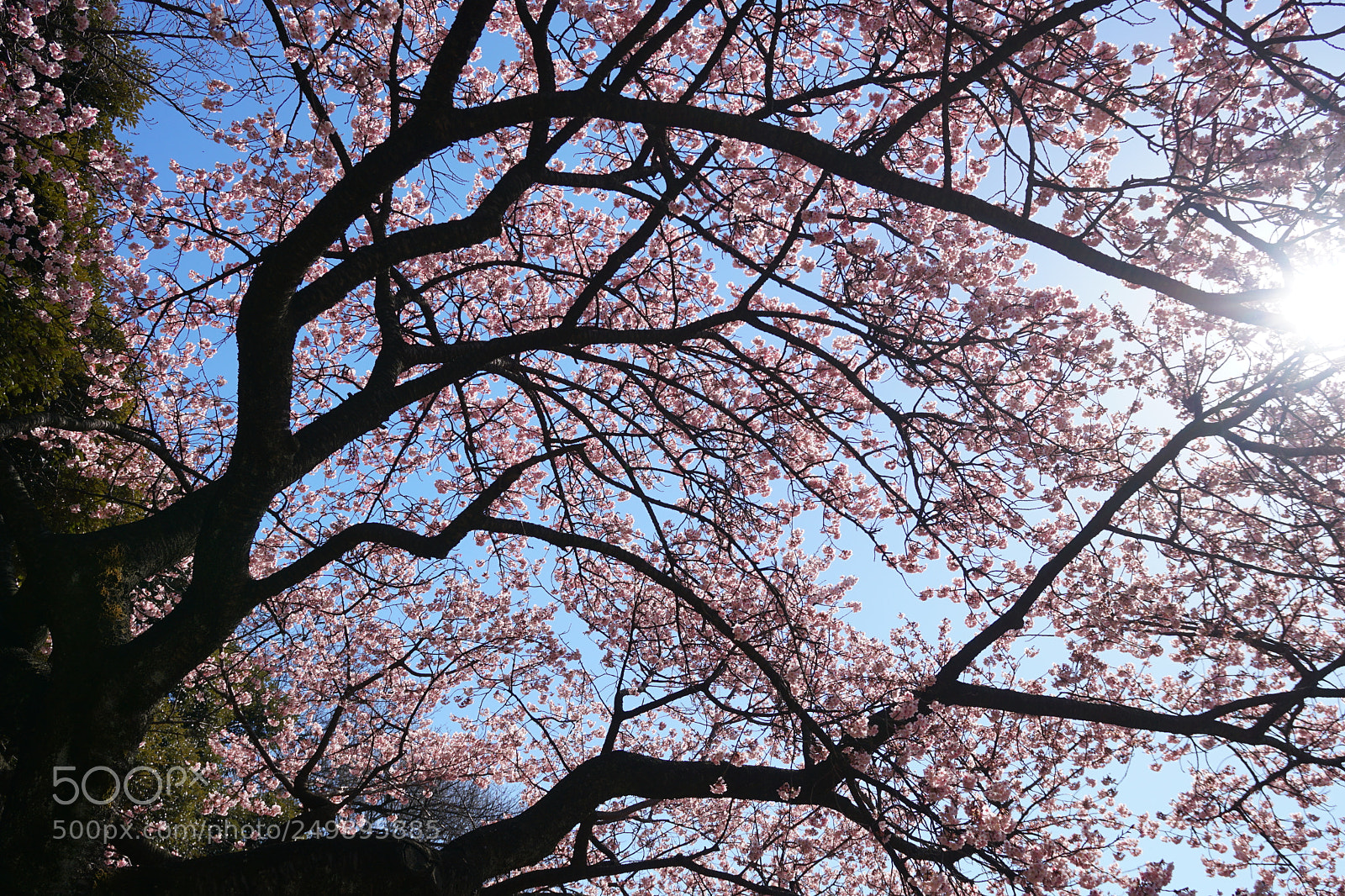 Sony a6300 sample photo. Dsc photography