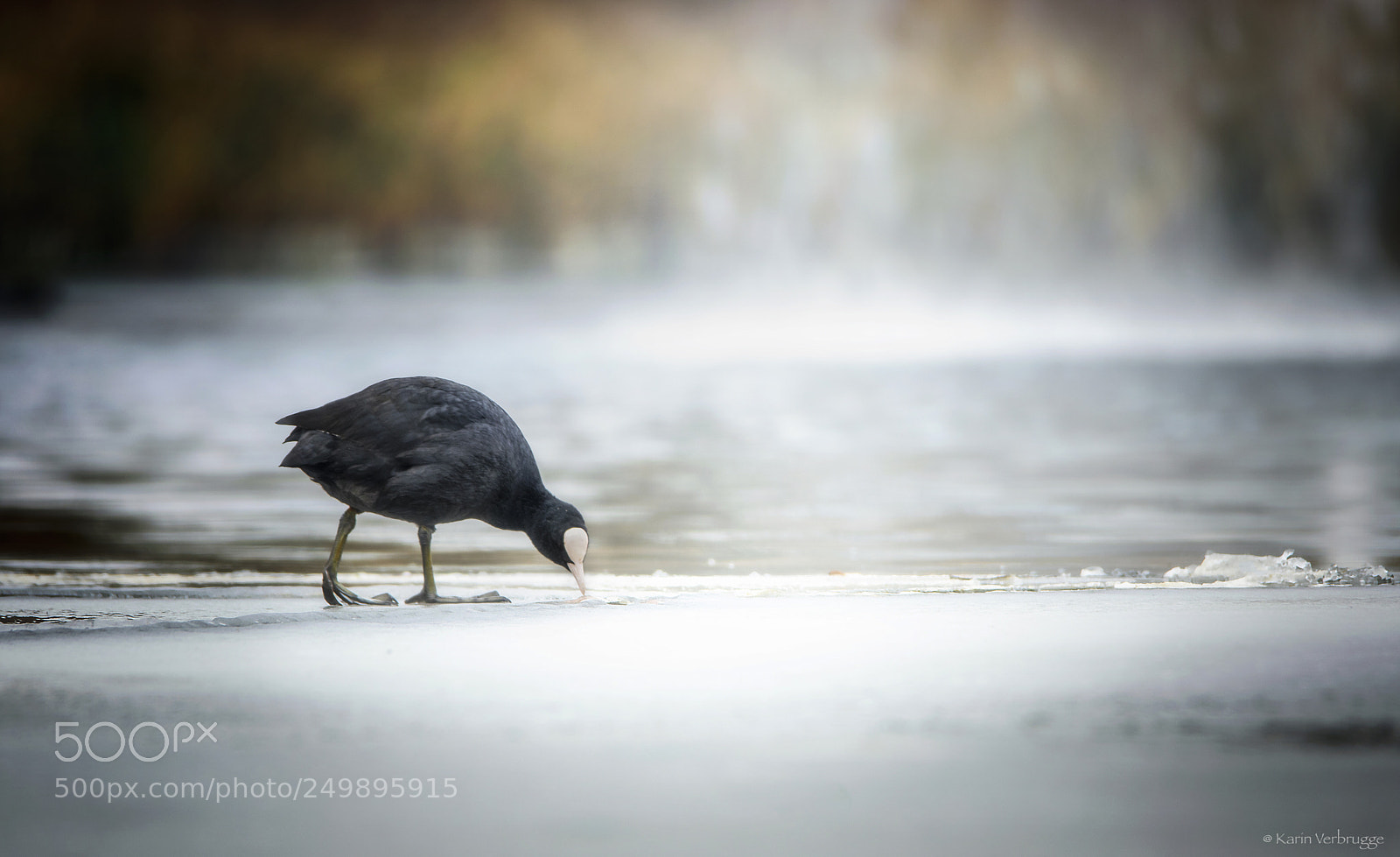 Nikon D5300 sample photo. Foraging on the ice photography