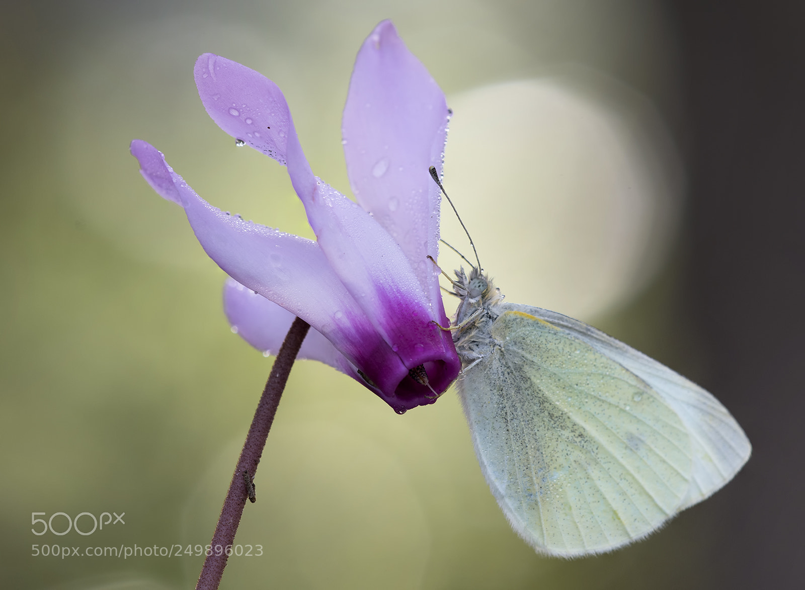 Nikon D500 sample photo. Butterfly photography