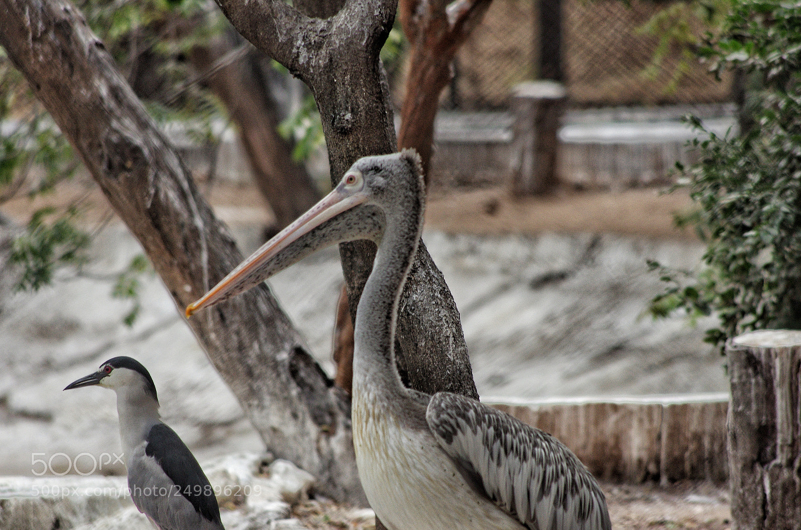 Pentax K-5 IIs sample photo. Spot-billed pelican photography