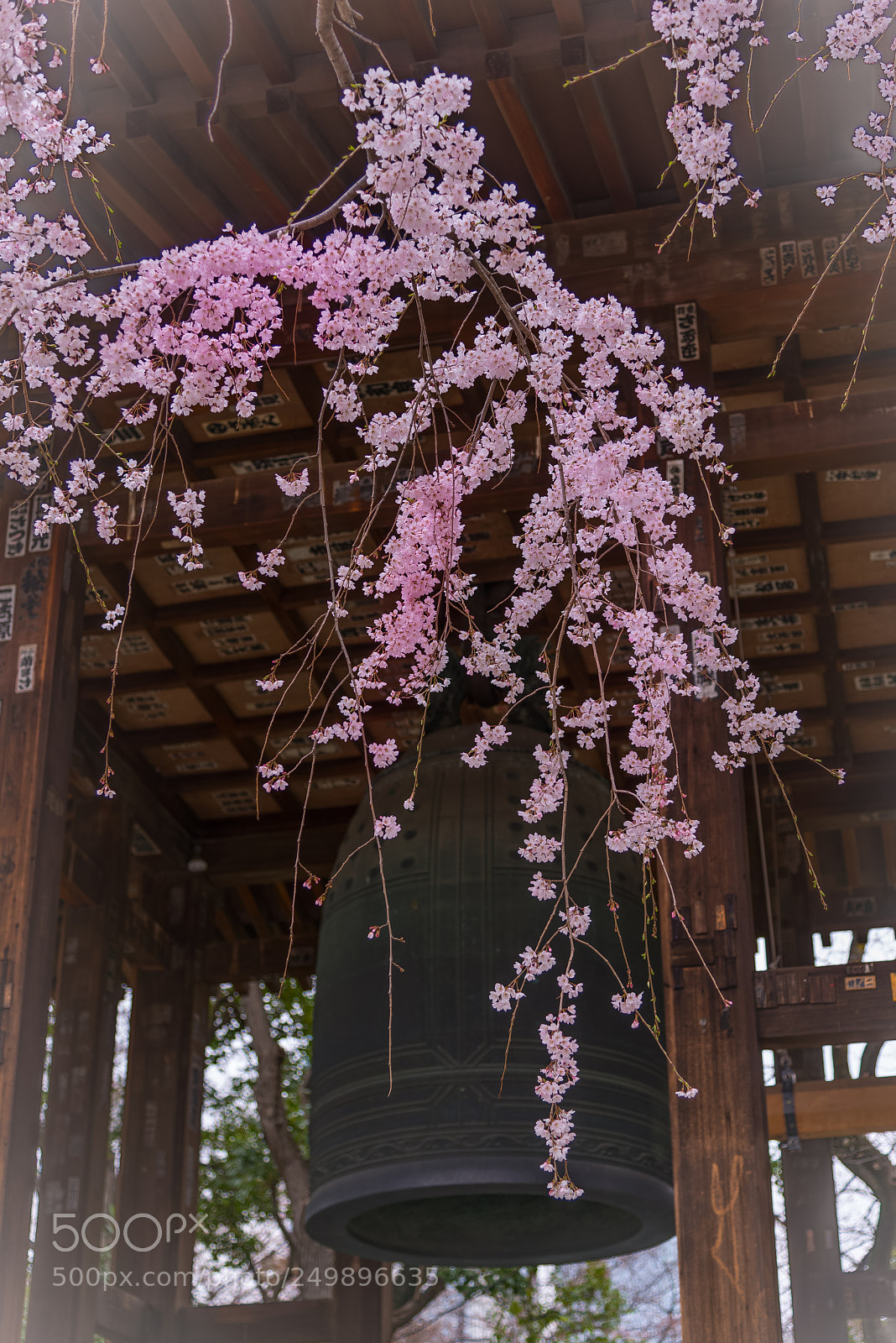 Nikon D800E sample photo. Bell tower weeping cherry photography