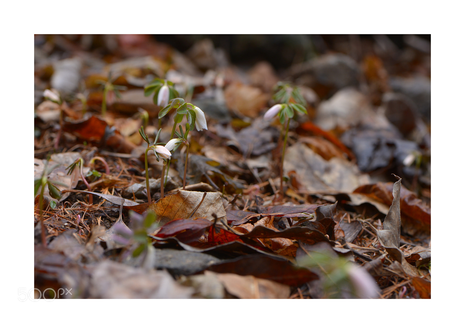 Nikon D610 sample photo. Untitled photography