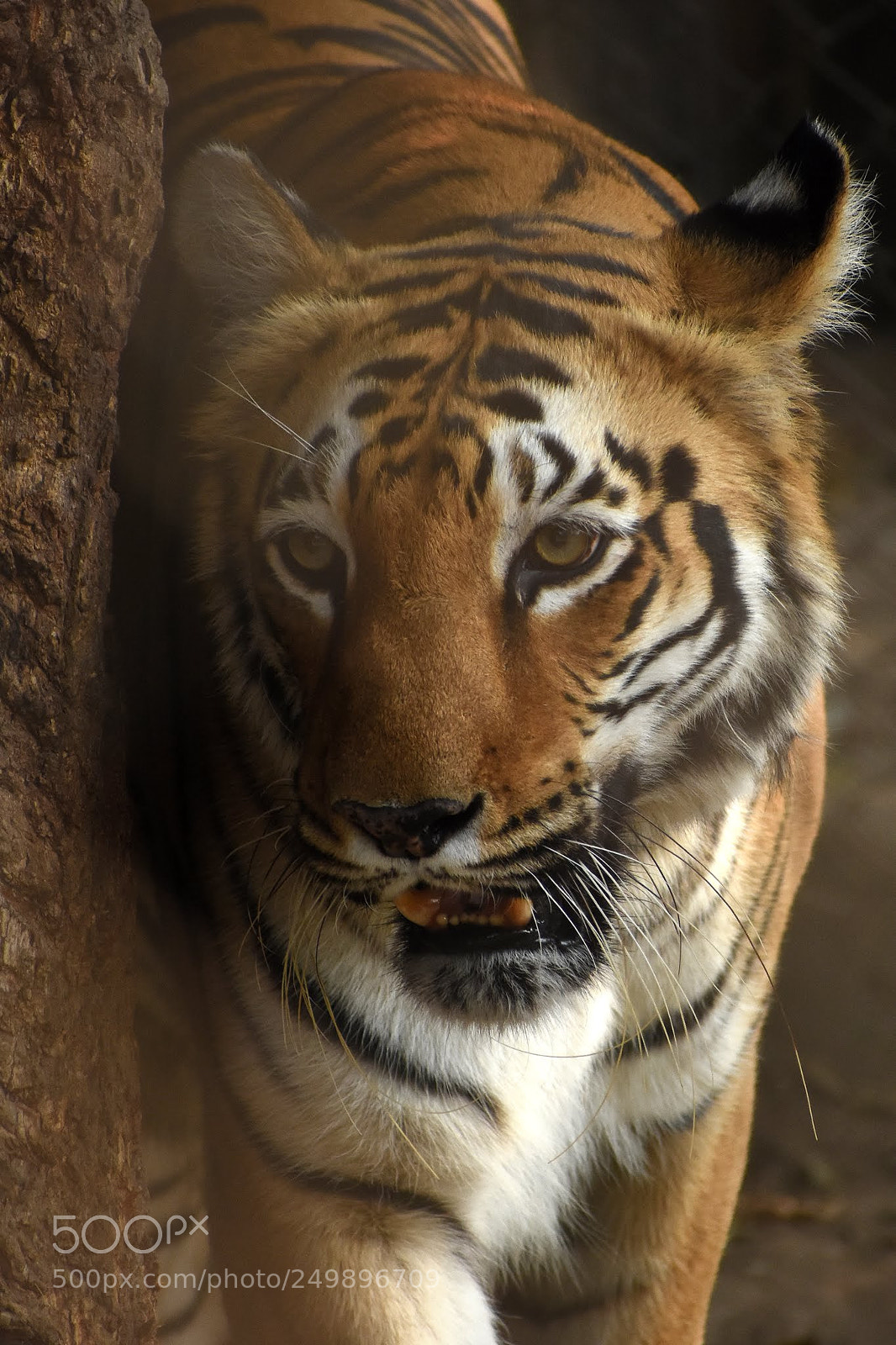 Nikon D7200 sample photo. Bengal tiger photography