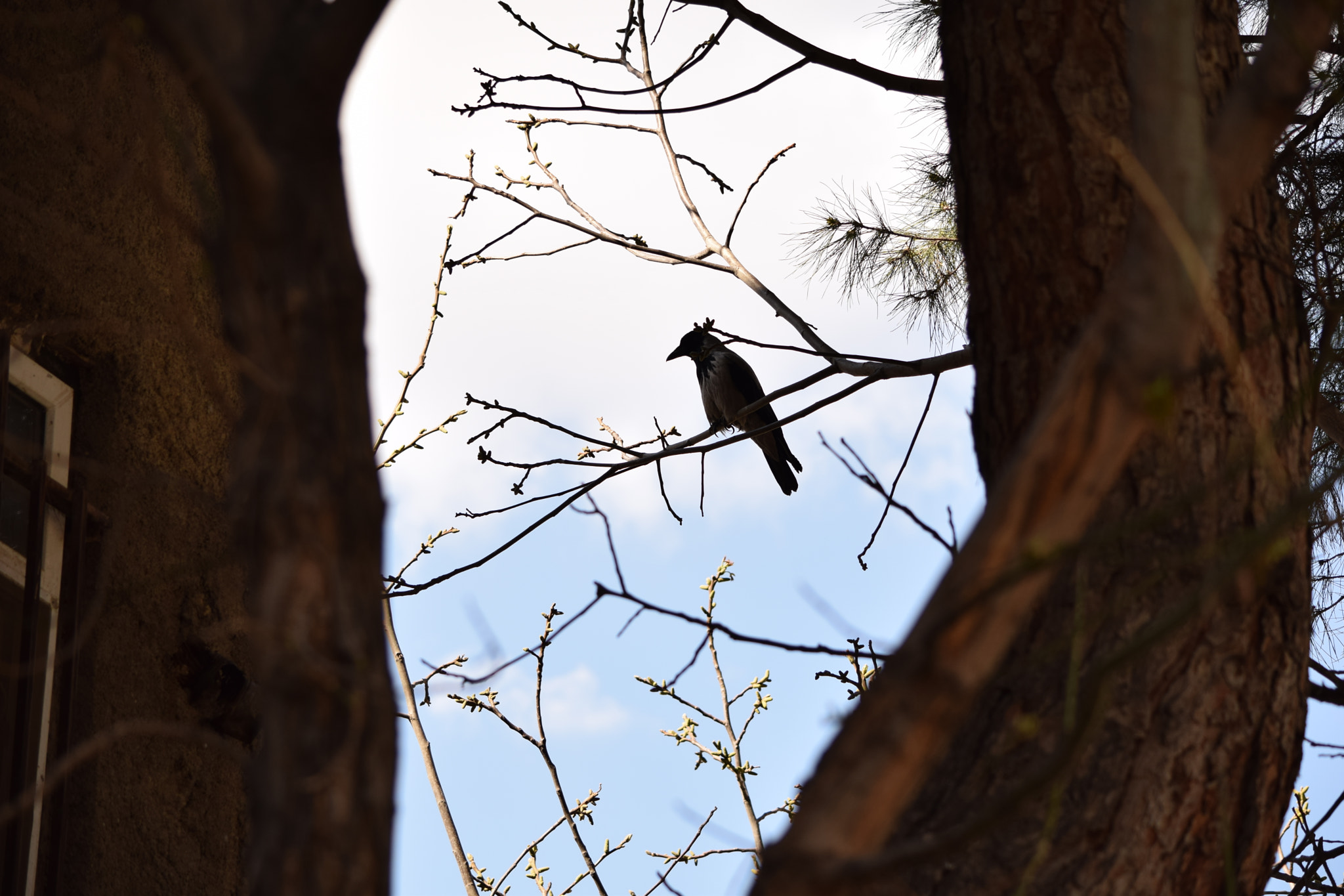 Nikon D3300 sample photo