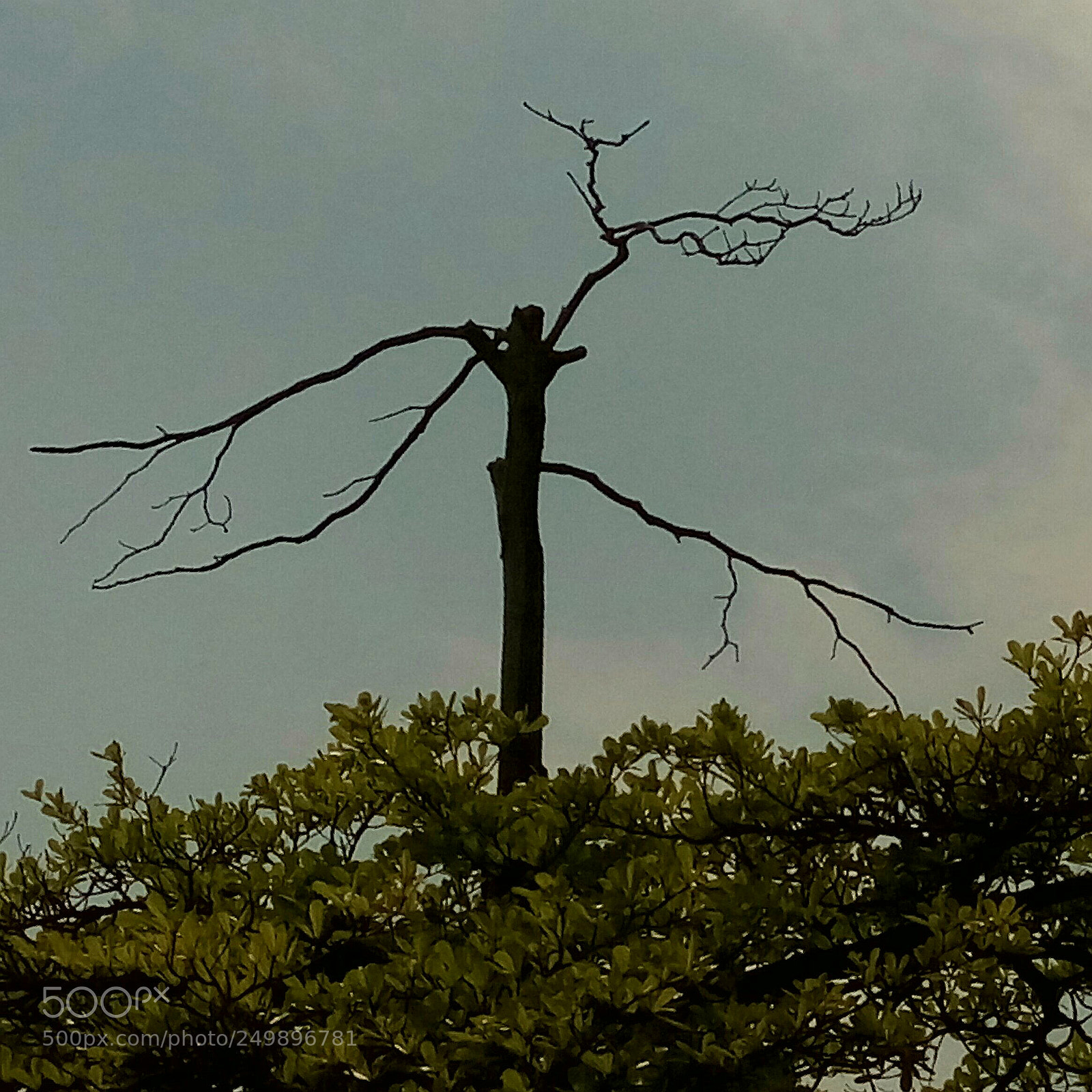 HTC D728X sample photo. Spring coming photography