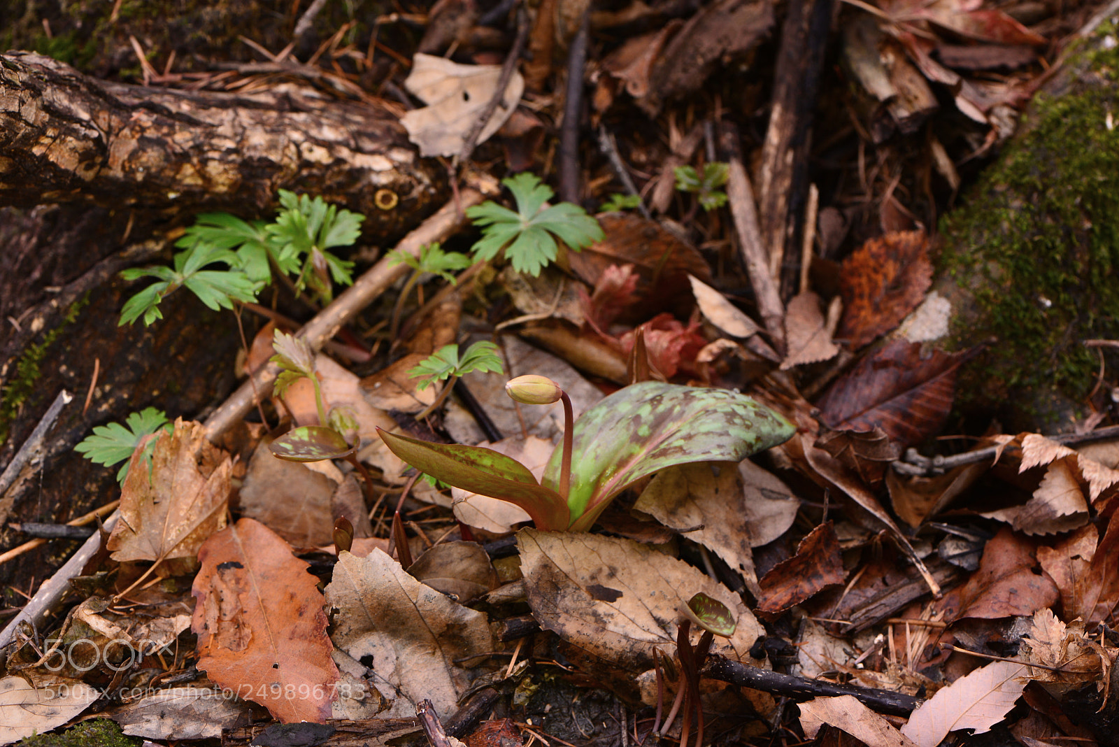 Nikon D610 sample photo. Untitled photography