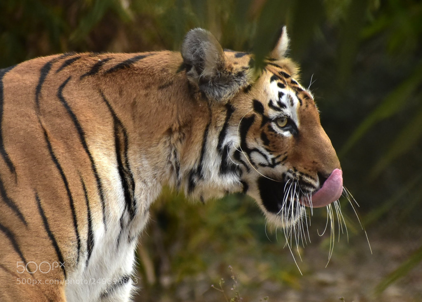 Nikon D7200 sample photo. Bengal tiger photography