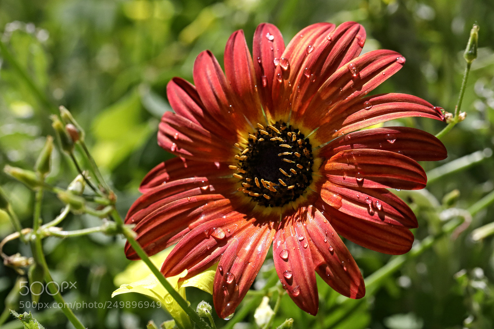 Canon EOS 5D Mark IV sample photo. Flowers photography