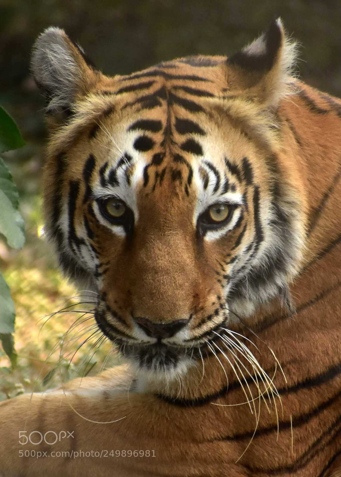 Nikon D7200 sample photo. Bengal tiger photography