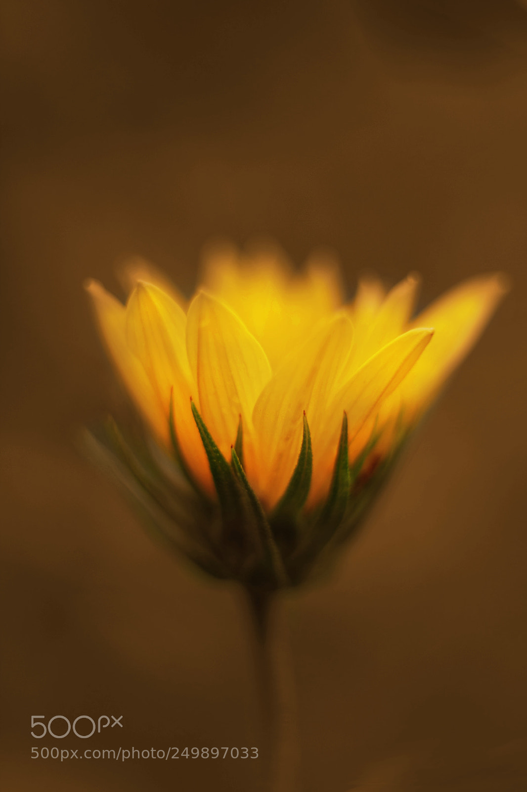Canon EOS 40D sample photo. Calendula photography