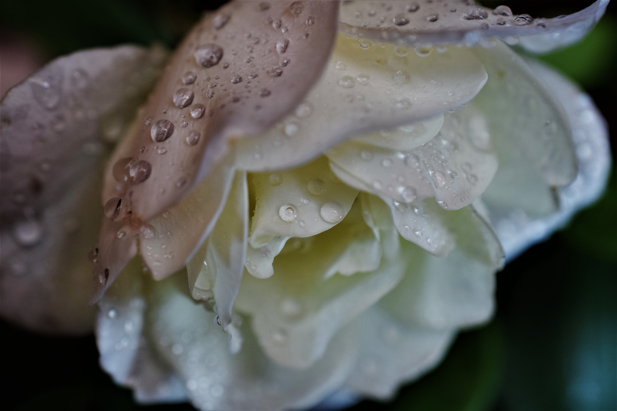 Nikon AF-S DX Micro Nikkor 40mm F2.8 sample photo. Droplets photography