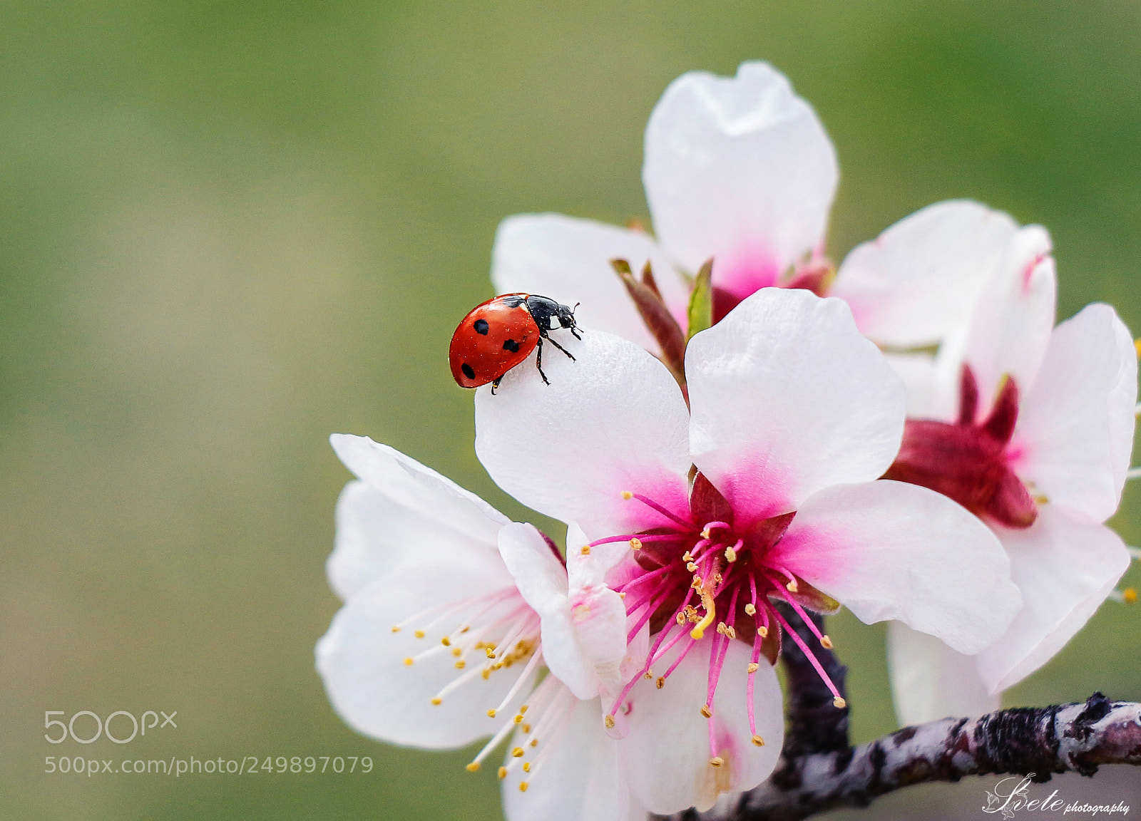 Canon EOS 700D (EOS Rebel T5i / EOS Kiss X7i) sample photo. March beauty... photography