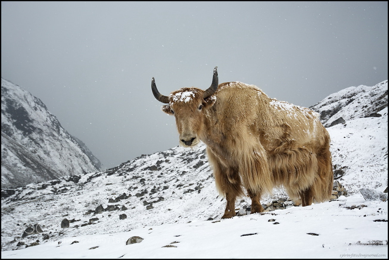 Nikon D7100 sample photo. Snow yak photography