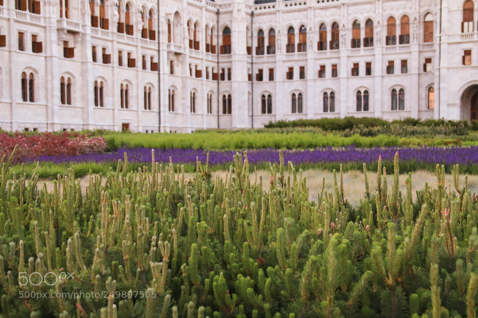 Canon EOS 70D sample photo. Coniferous bushes in focus photography