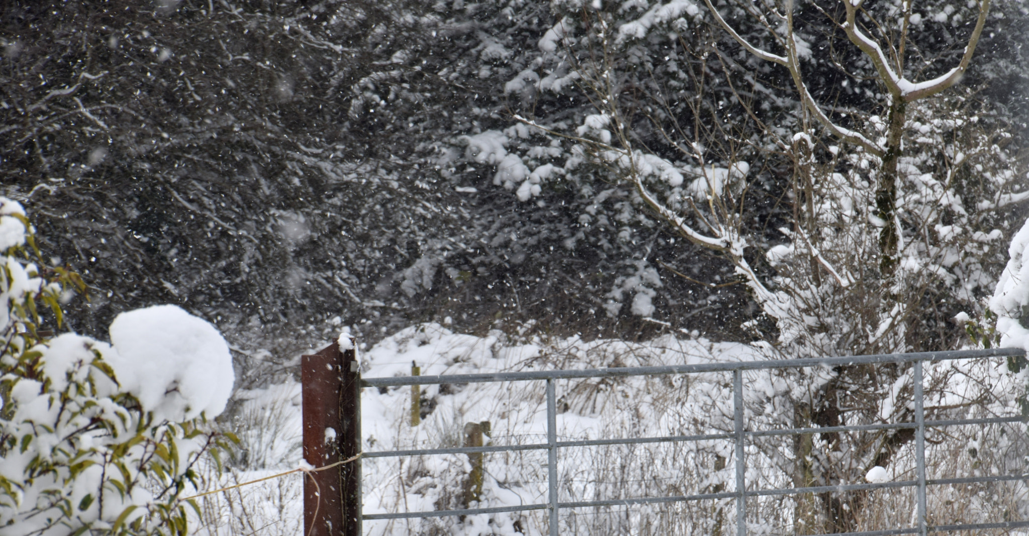 Nikon D3300 sample photo. Gate photography