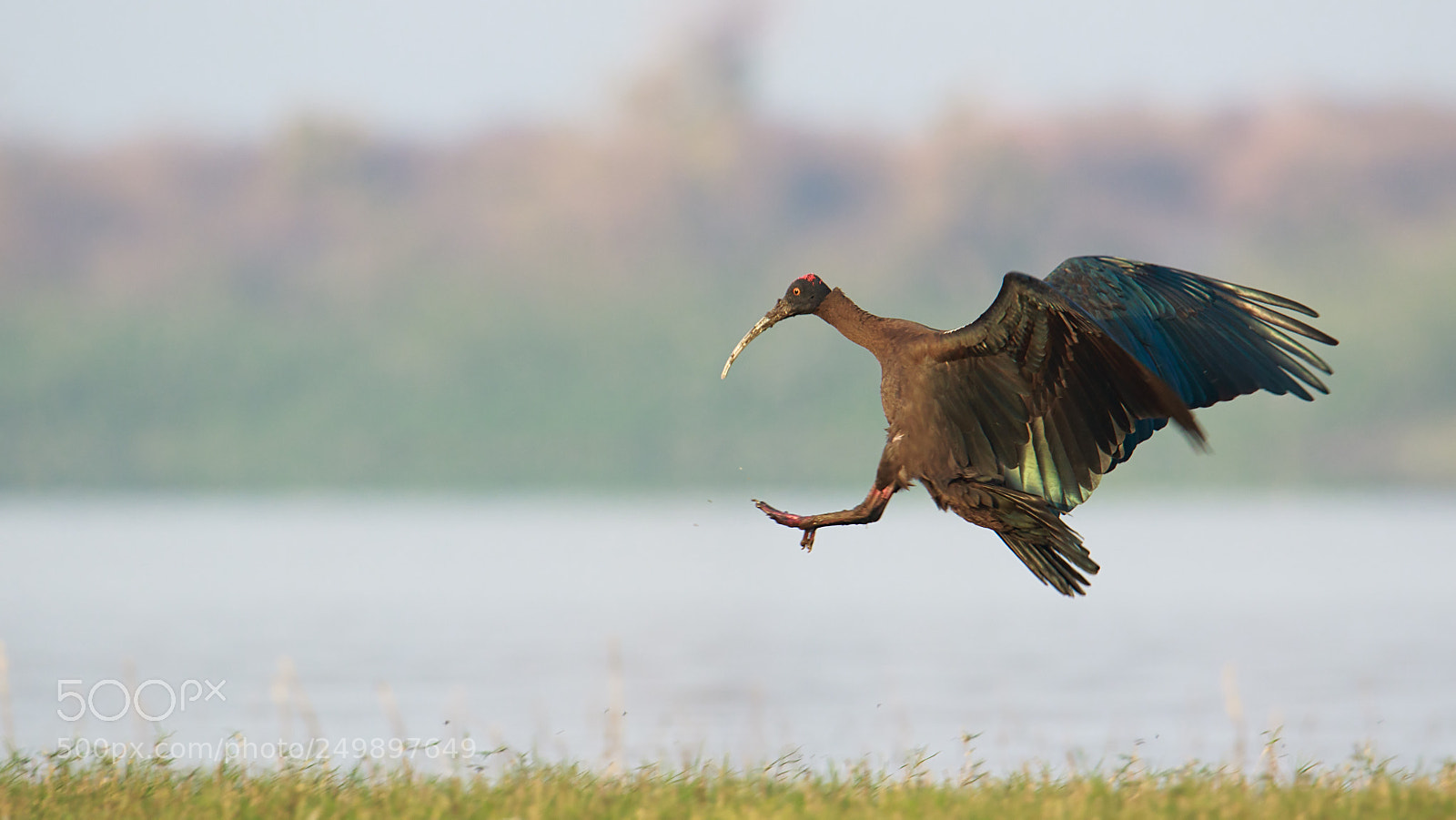 Canon EOS 7D Mark II sample photo. Ibis photography