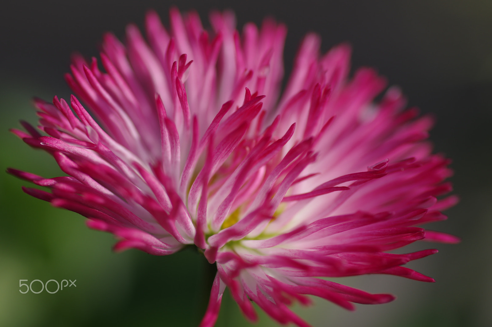 Pentax smc D-FA 100mm F2.8 Macro WR sample photo. Big pink photography